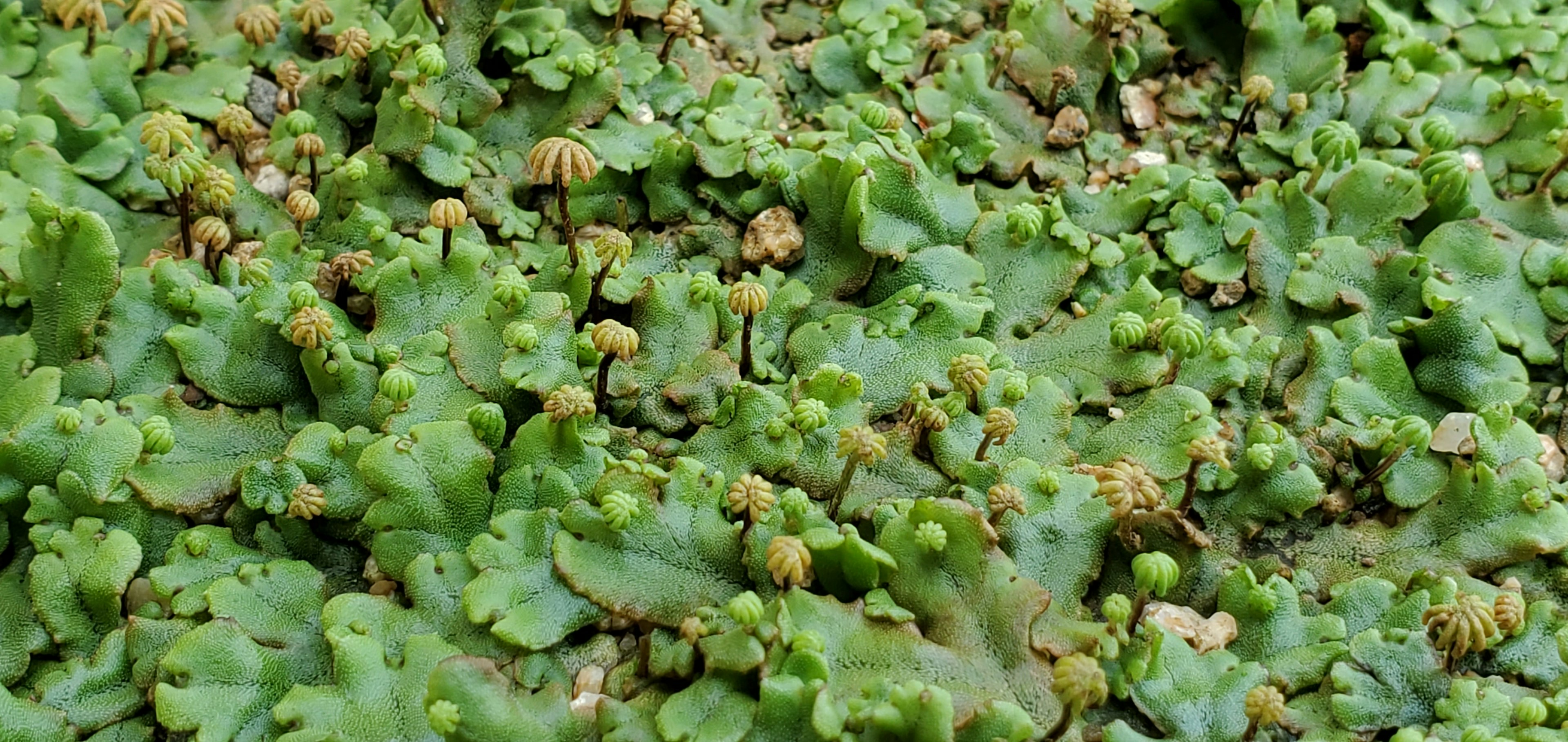 A dense mat of small green leafy plants covering the ground