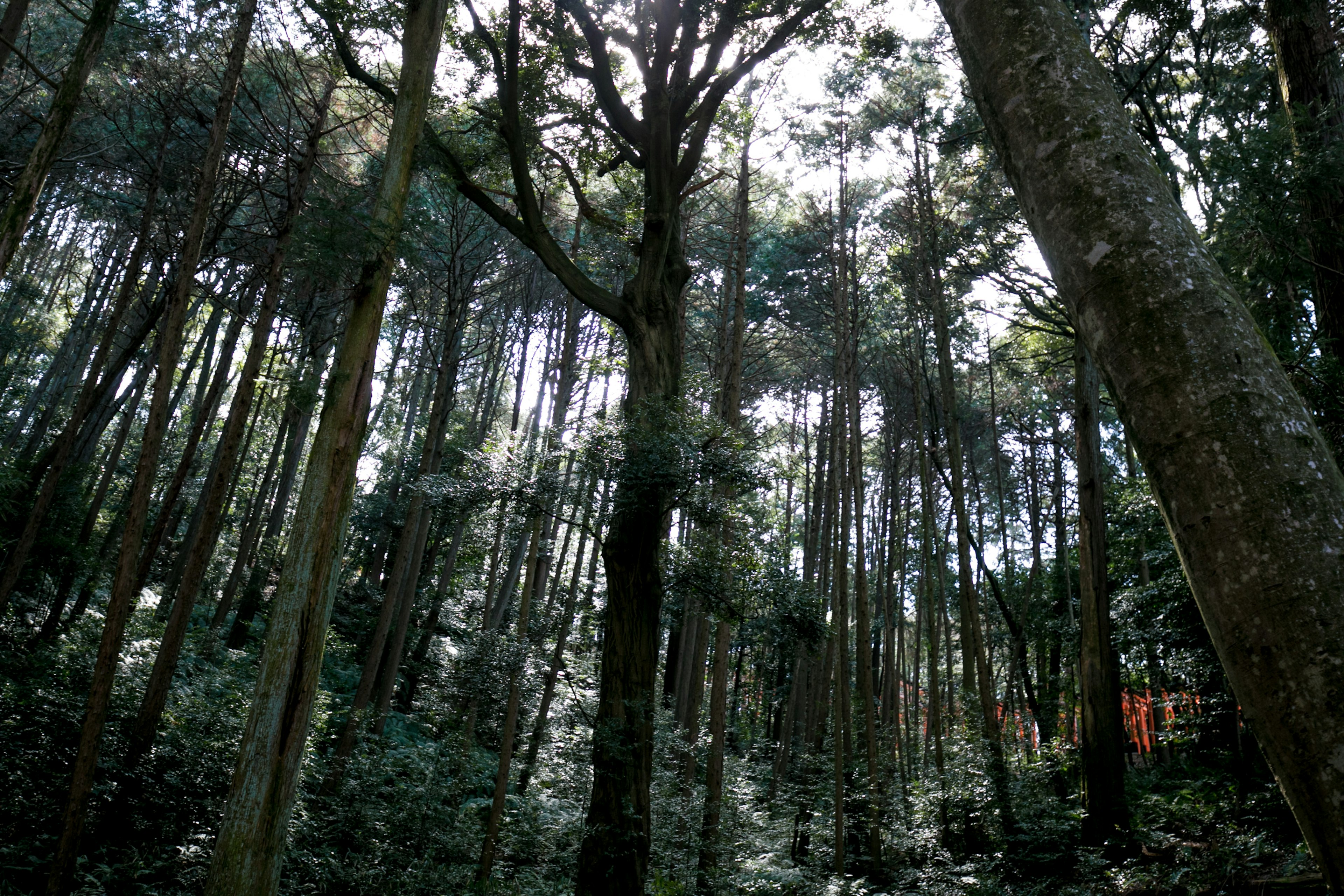 Waldlandschaft mit hohen Bäumen und gefiltertem Licht