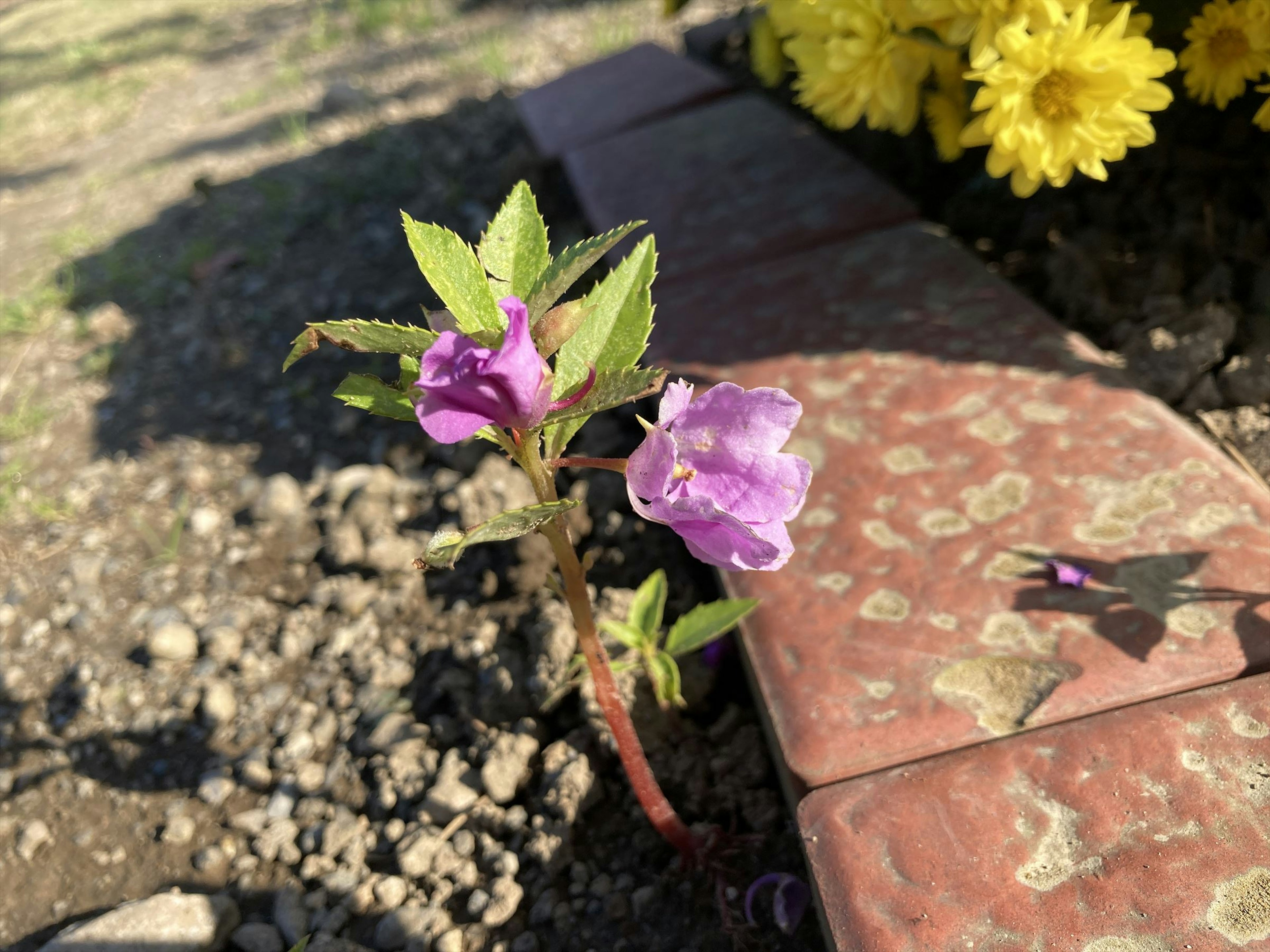 紫色の花が茎から生えている様子と周囲の黄色い花