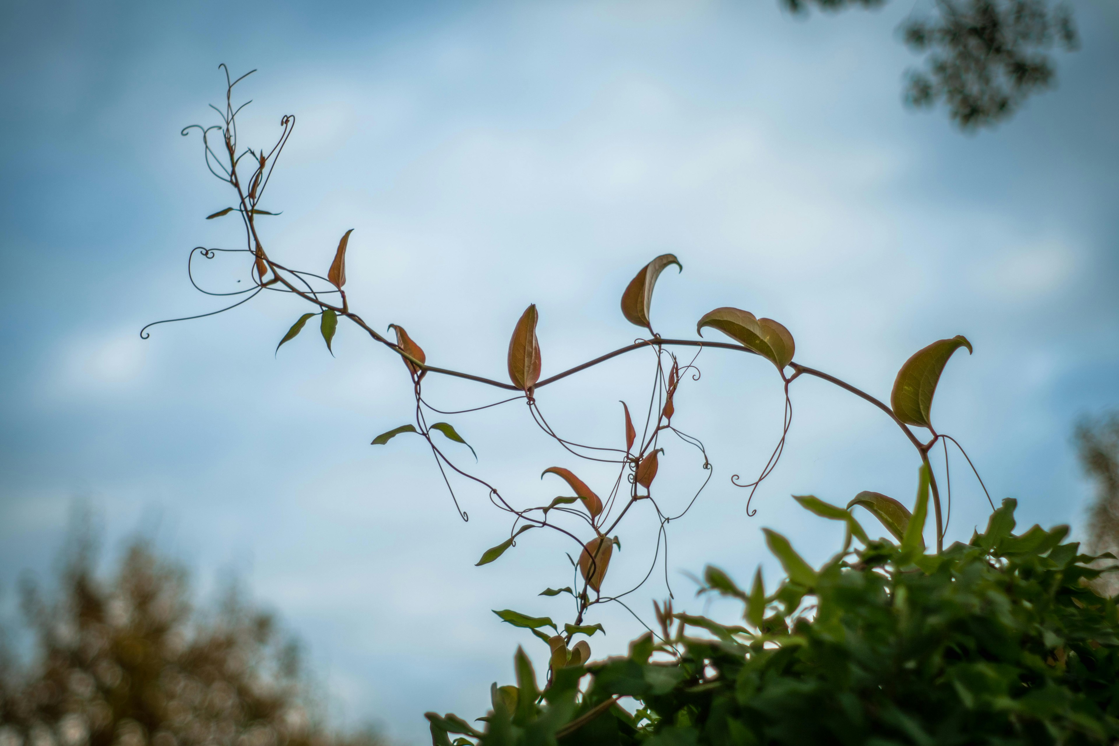 青空を背景にしたツル植物のつるが曲がりくねっている