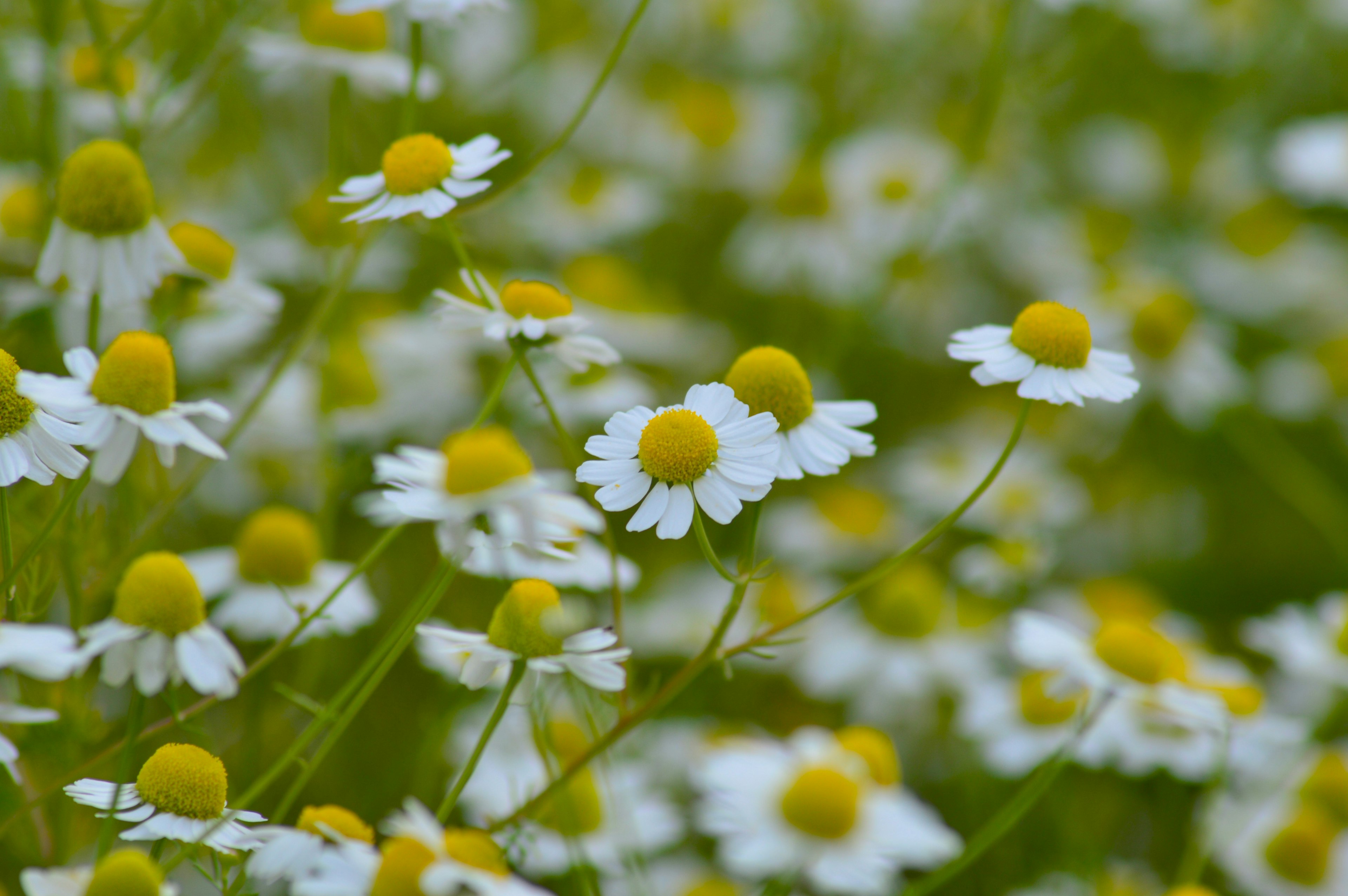 Campo di fiori di camomilla con petali bianchi e centri gialli