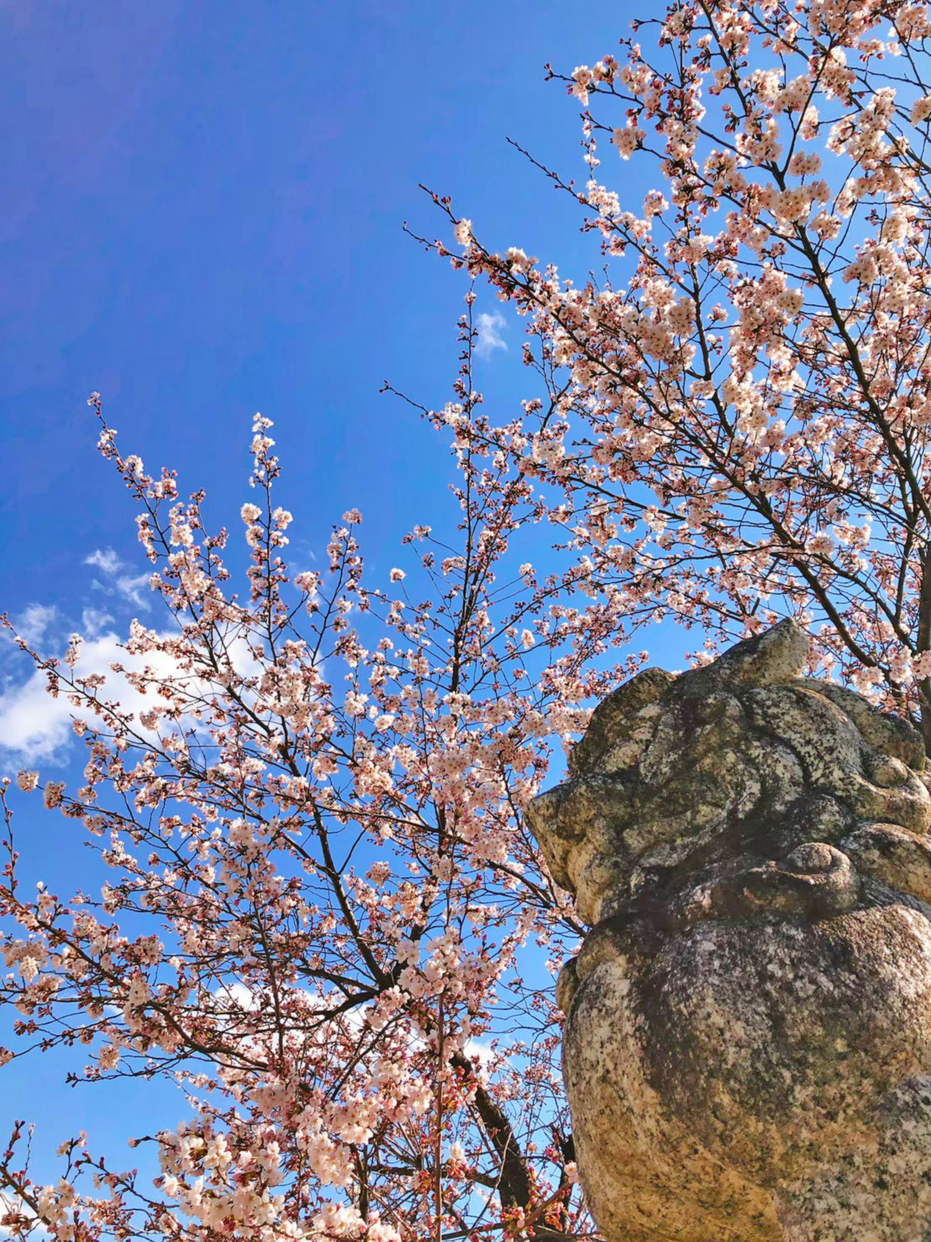 Cherry blossoms blooming under a blue sky with a stone statue