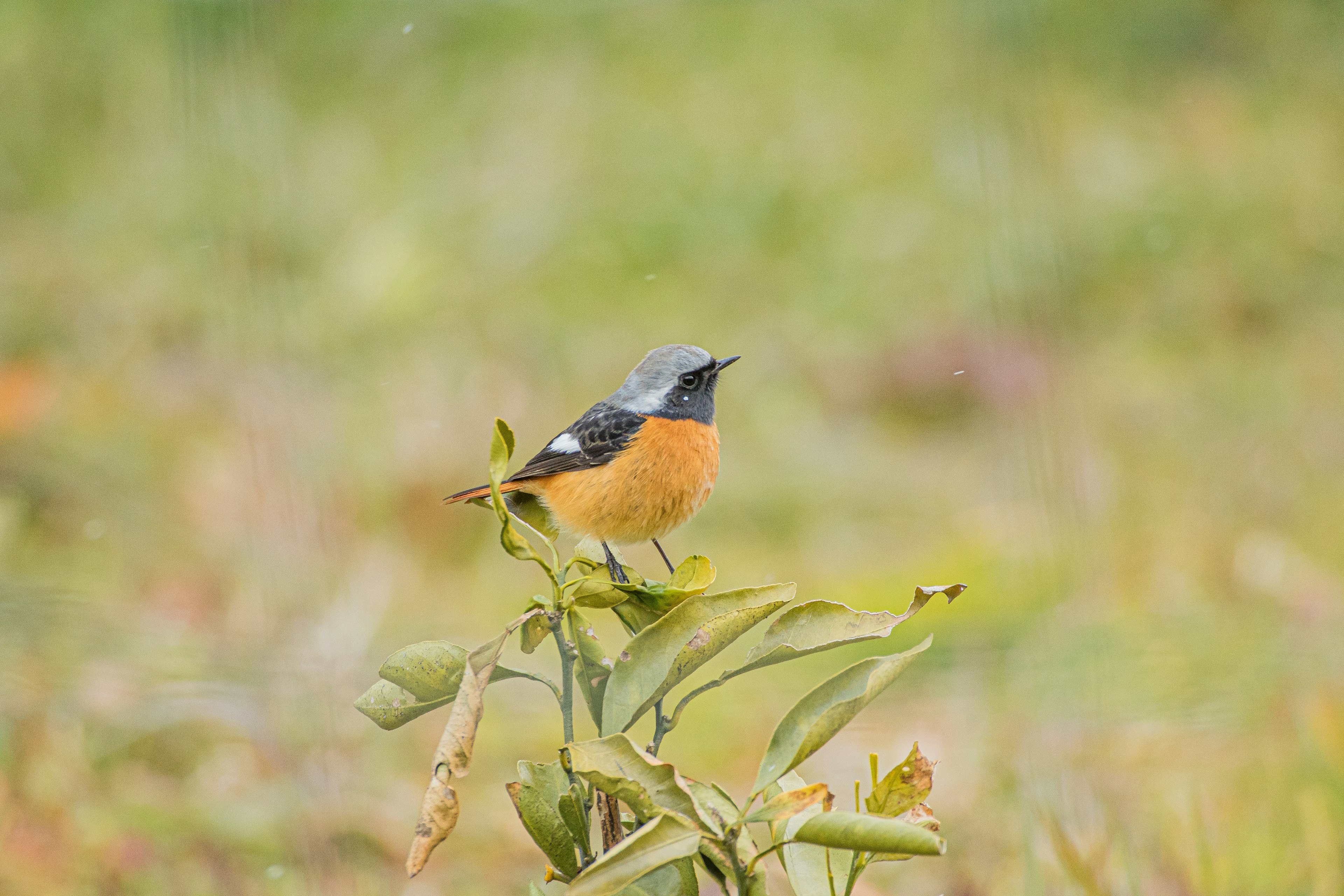 オレンジ色の腹部を持つ小さな鳥が緑の植物の上に立っている