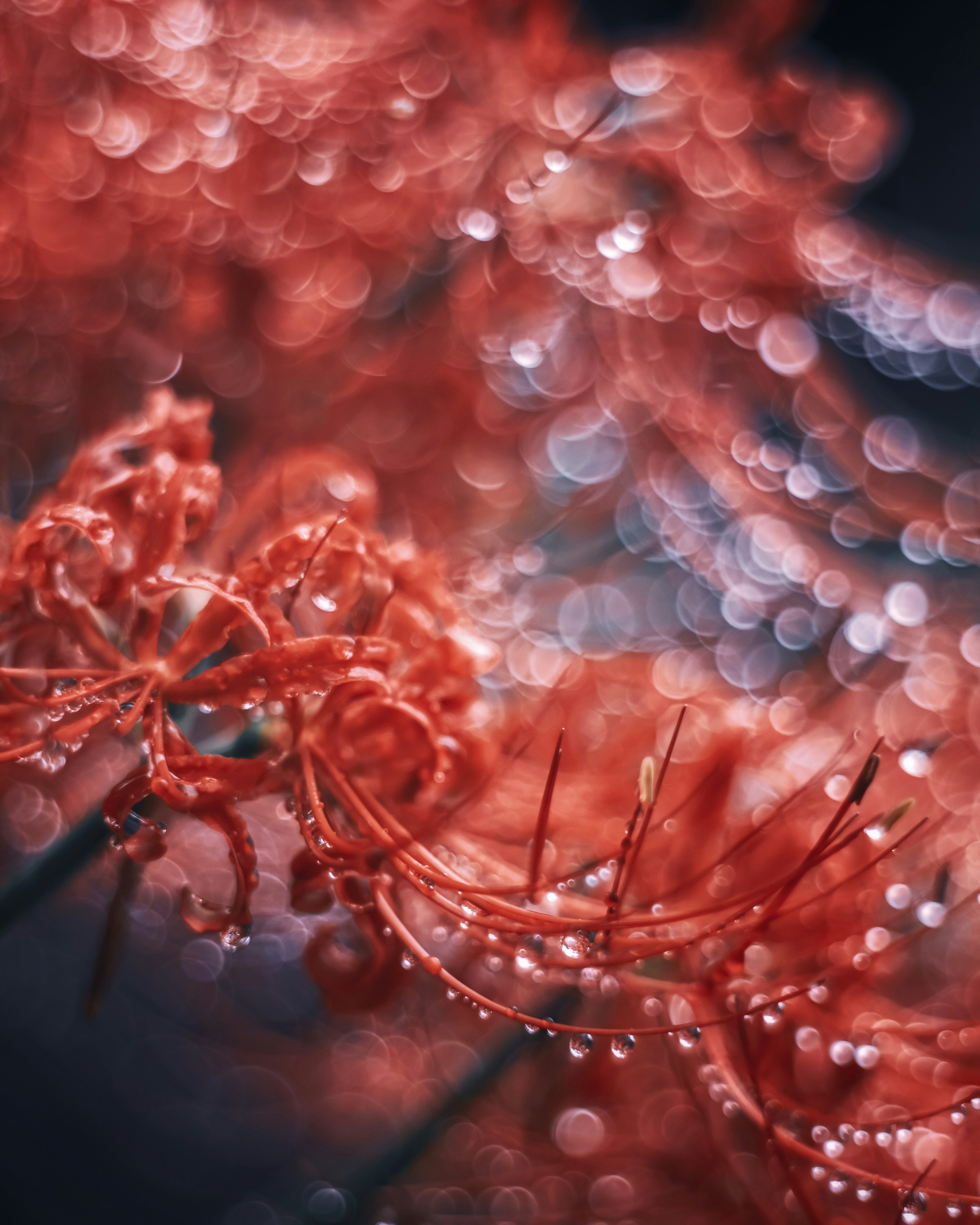 Close-up of red flowers with water droplets creating a beautiful effect