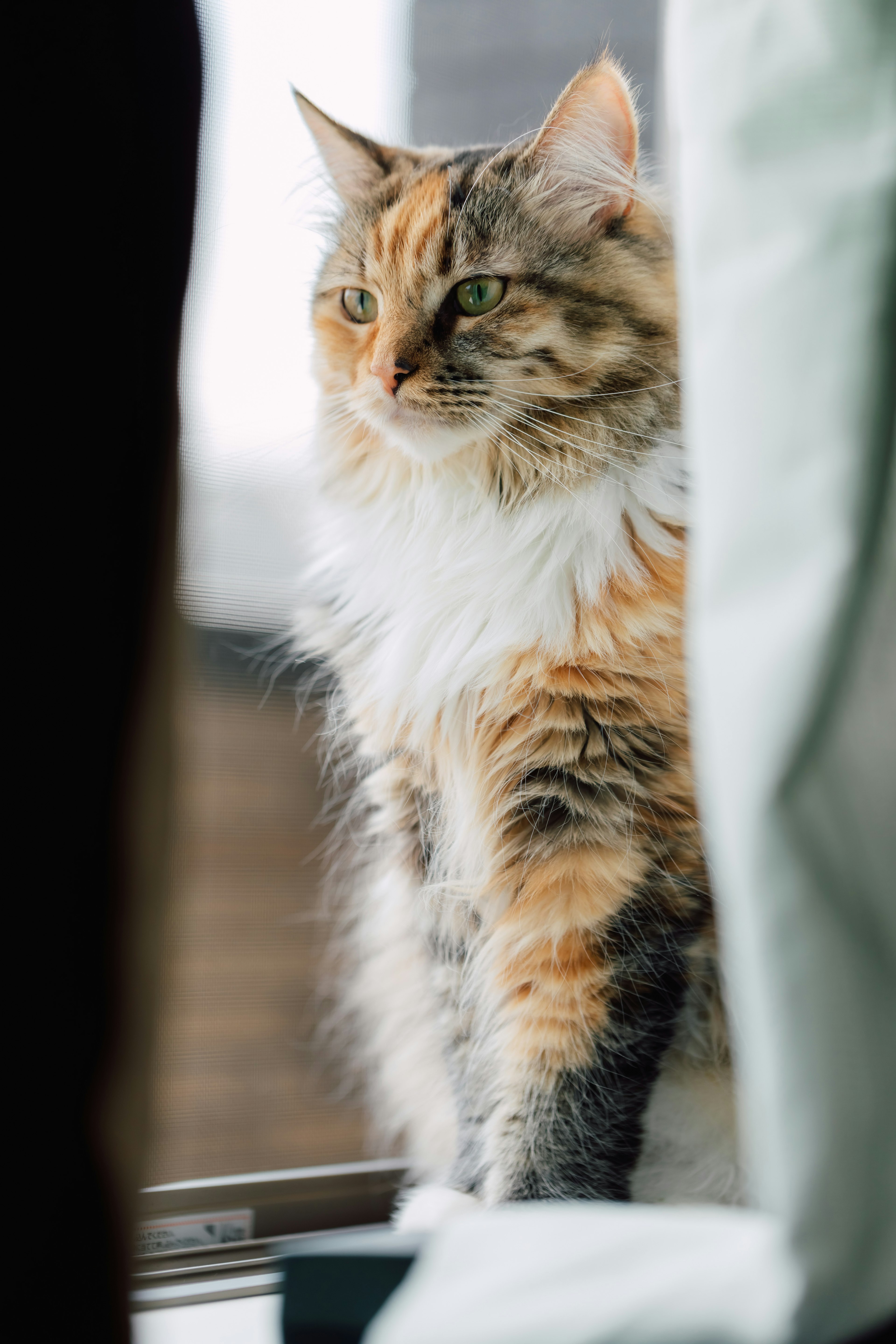 Un gato calico de pie junto a la ventana