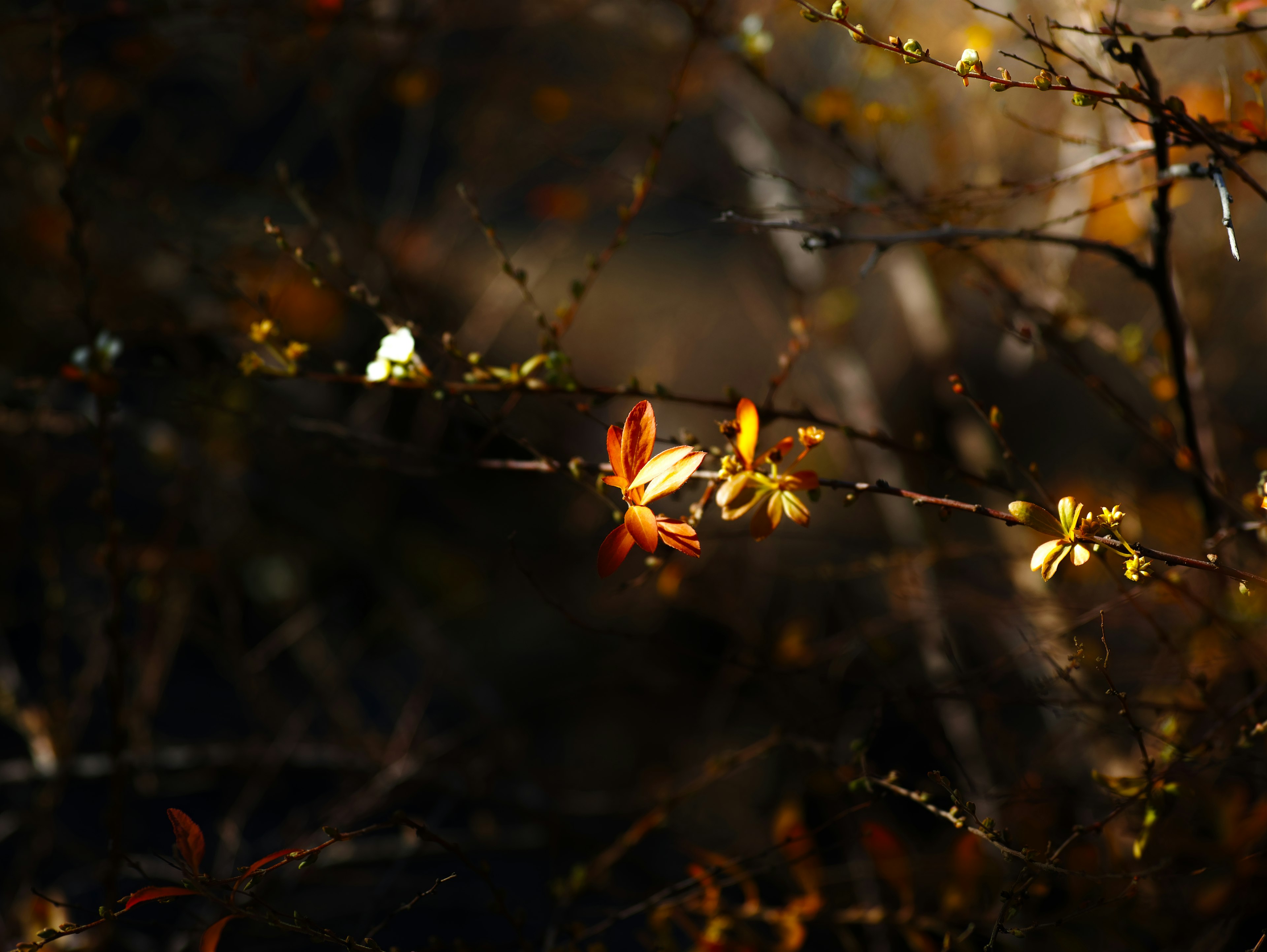 Orange and yellow leaves illuminated against a dark background