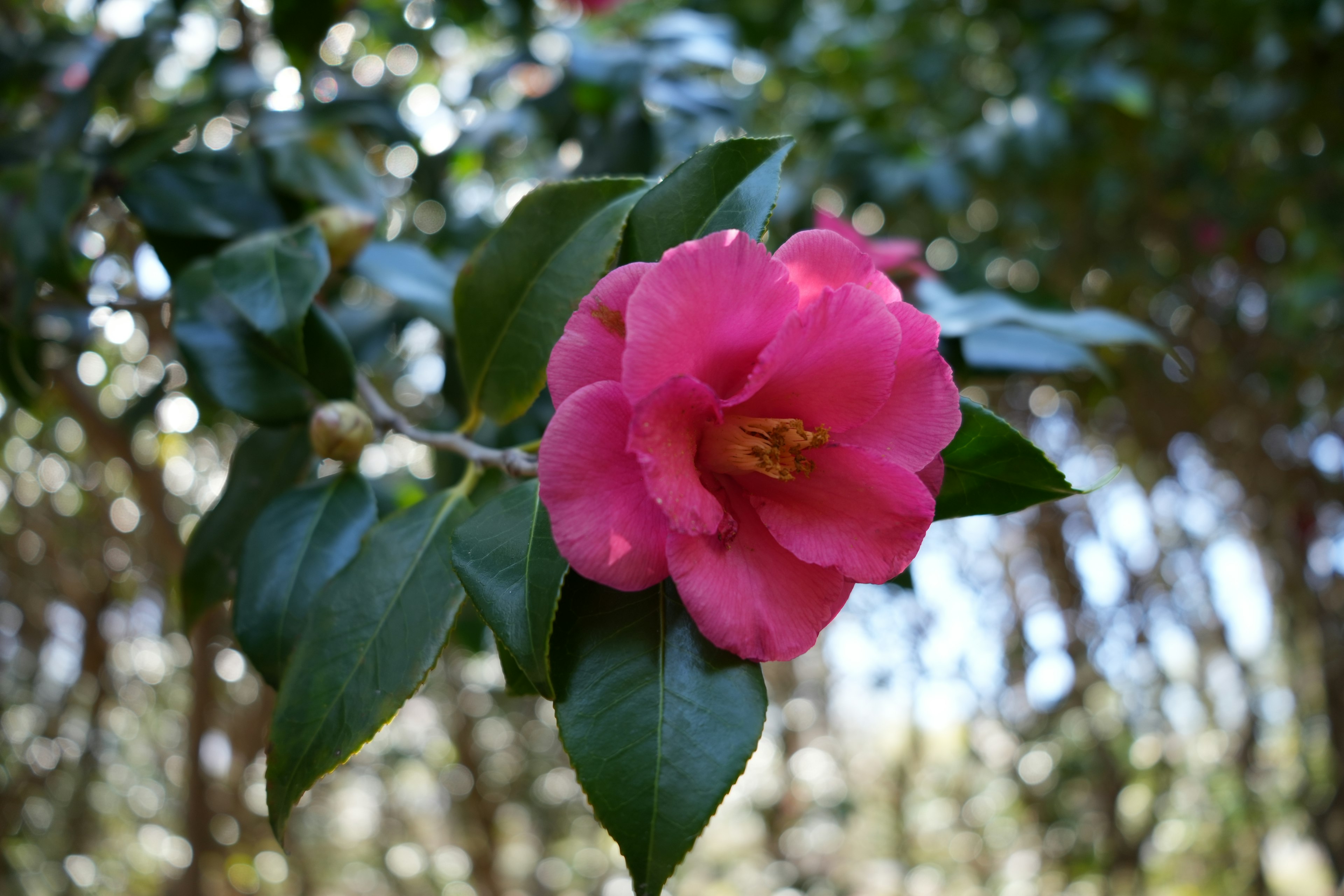 鮮やかなピンク色の花が緑の葉に囲まれている