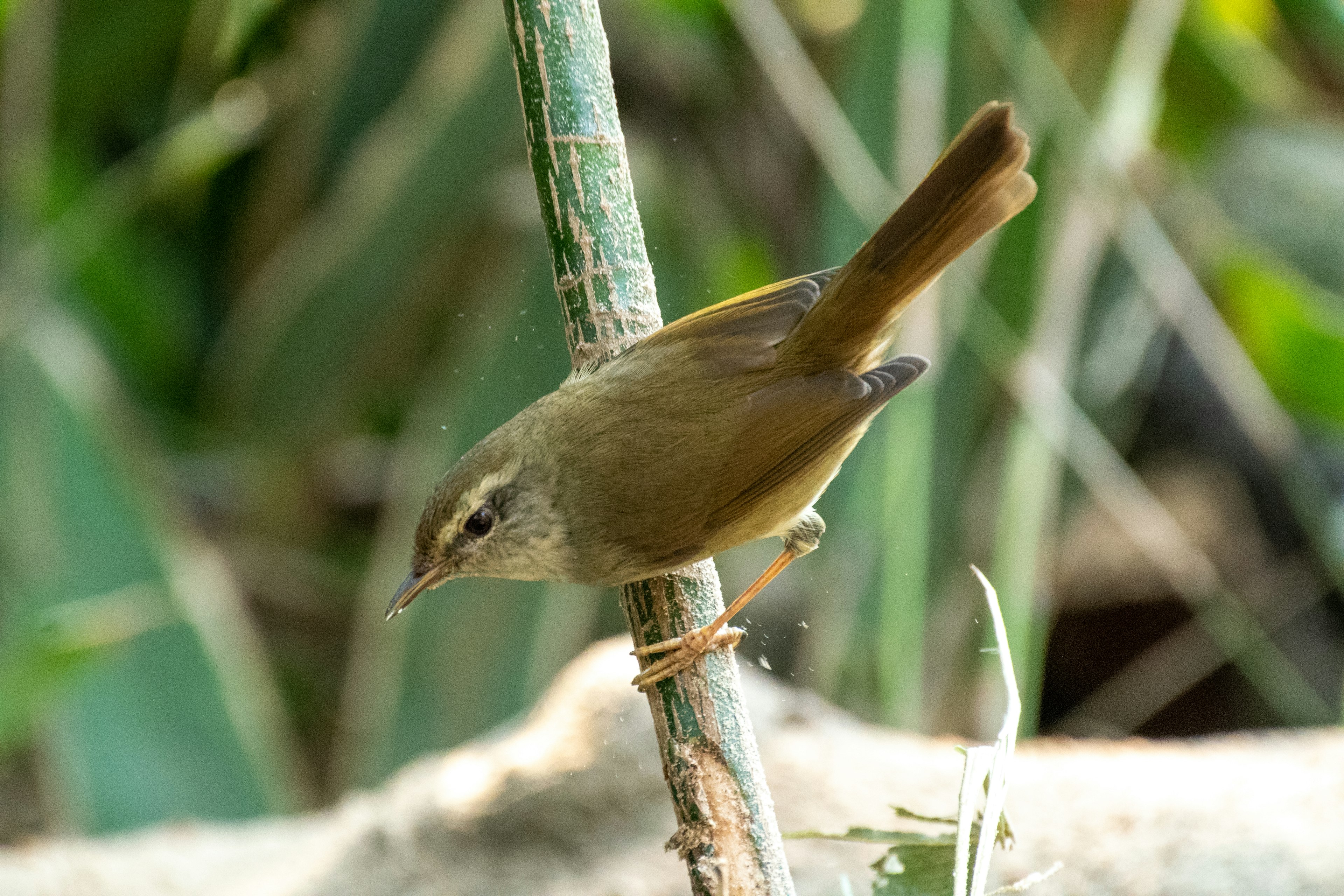 Un piccolo uccello marrone appollaiato su un fusto tra il fogliame verde