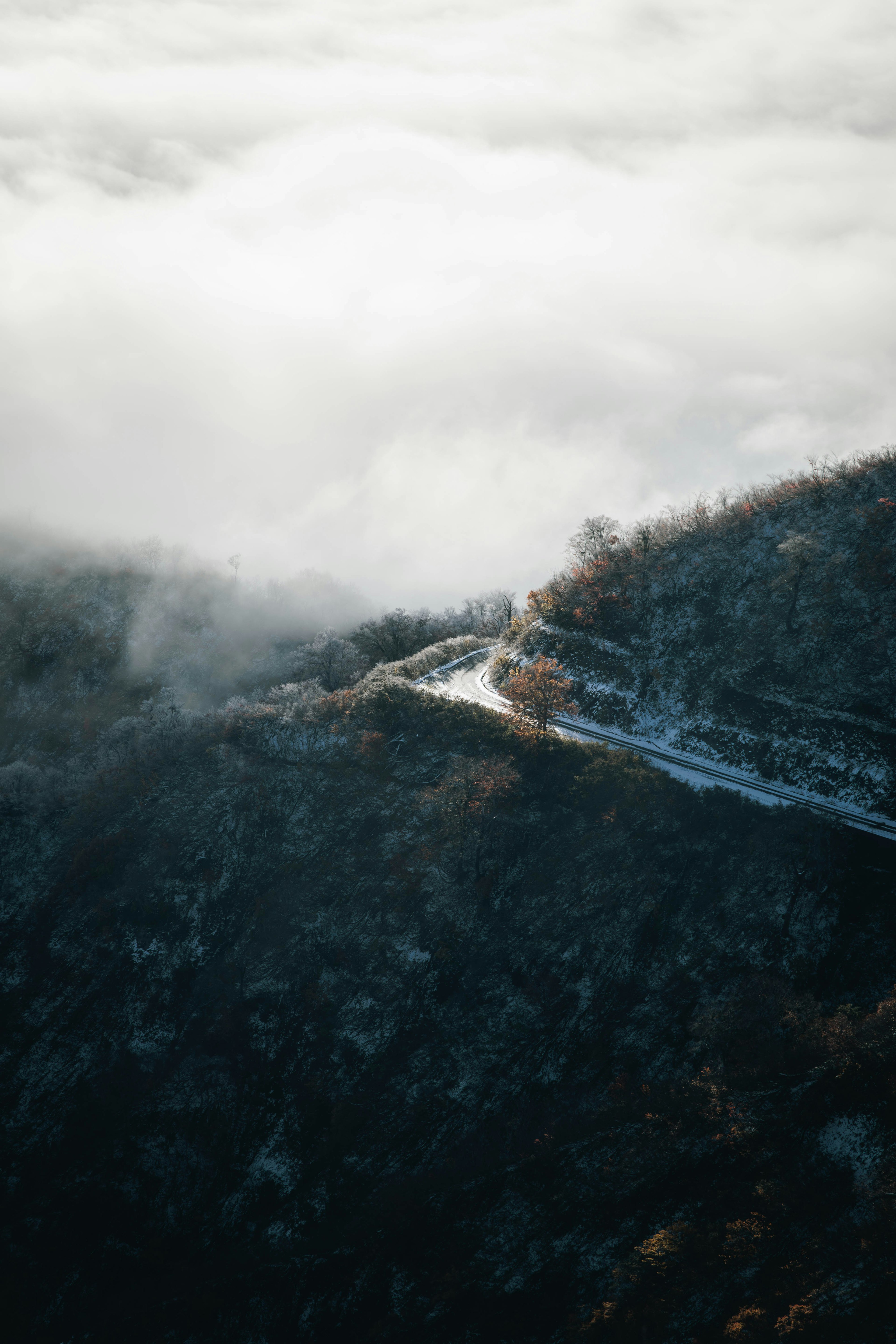 霧に包まれた山道とその周囲の自然風景