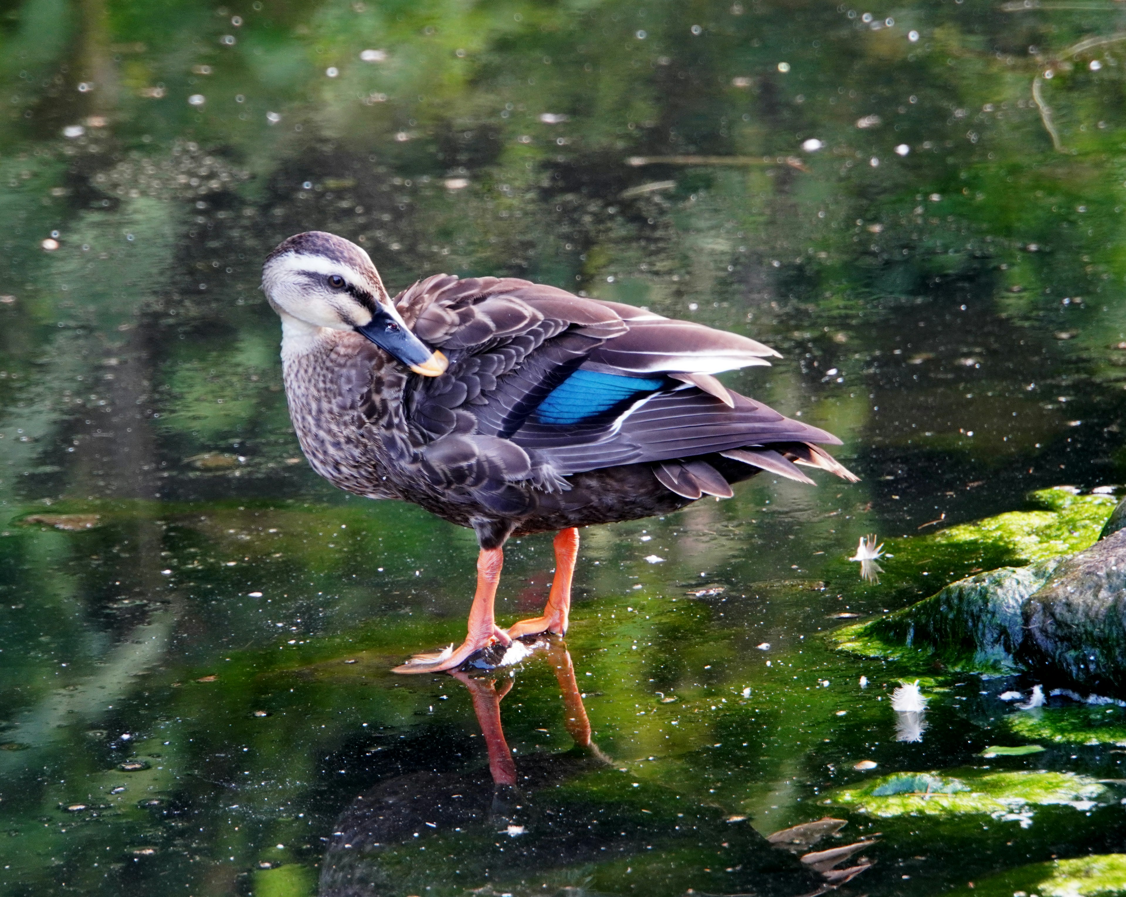 Un pato de pie sobre la superficie del agua con plumas azules distintivas