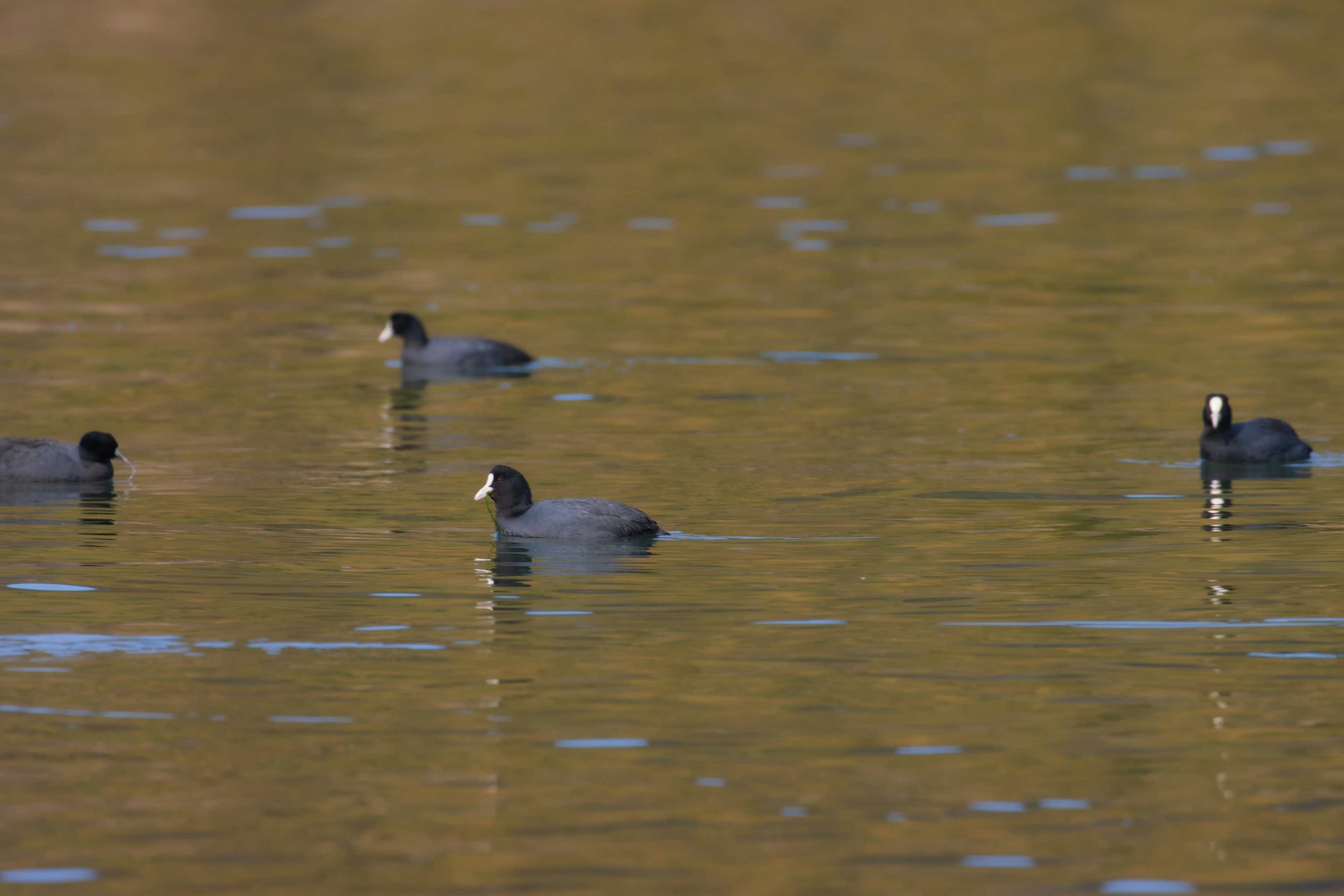 Une scène sereine de plusieurs foulques flottant sur une surface d'eau calme