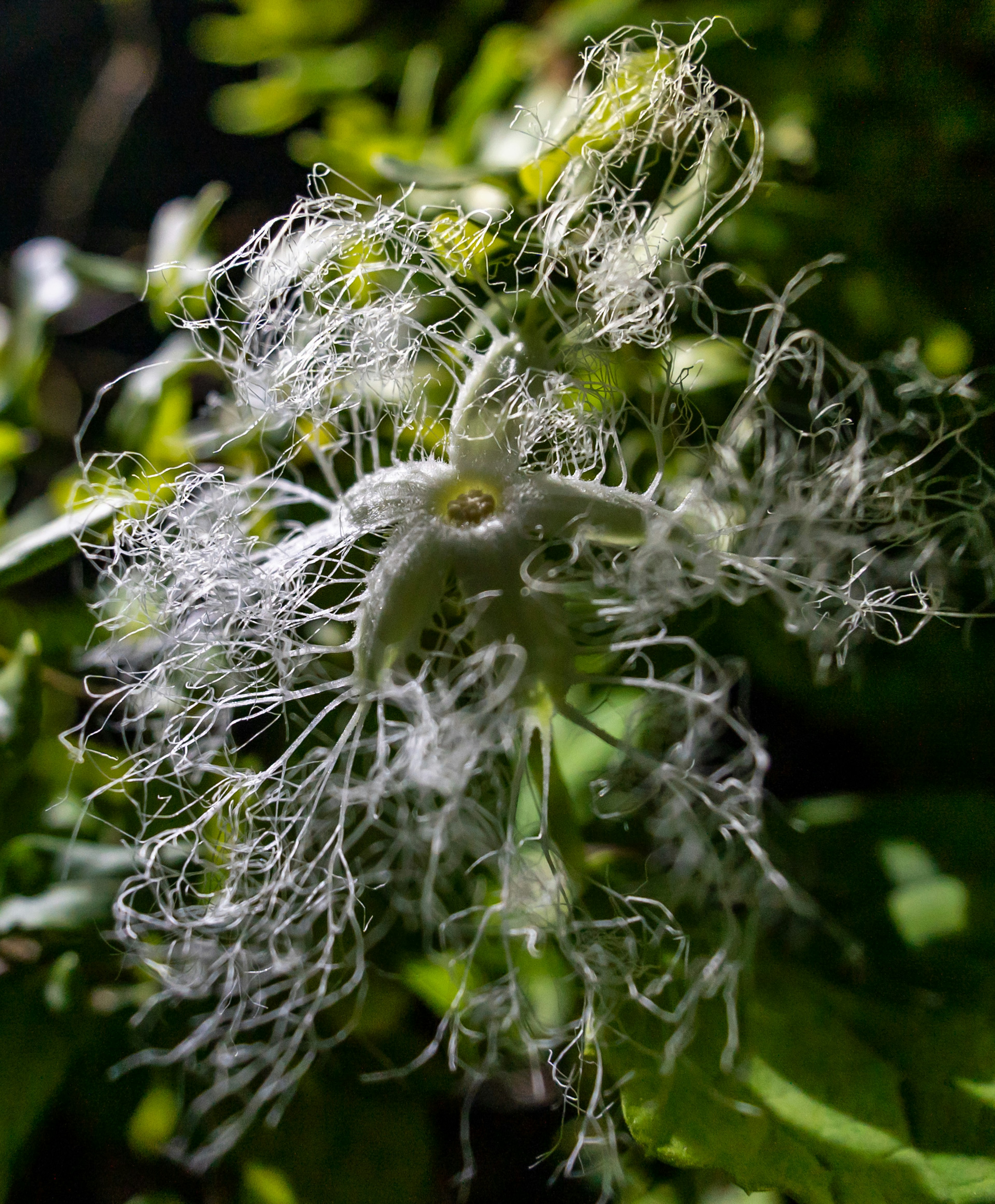 細い白い糸状の花が緑の葉の中で際立つ