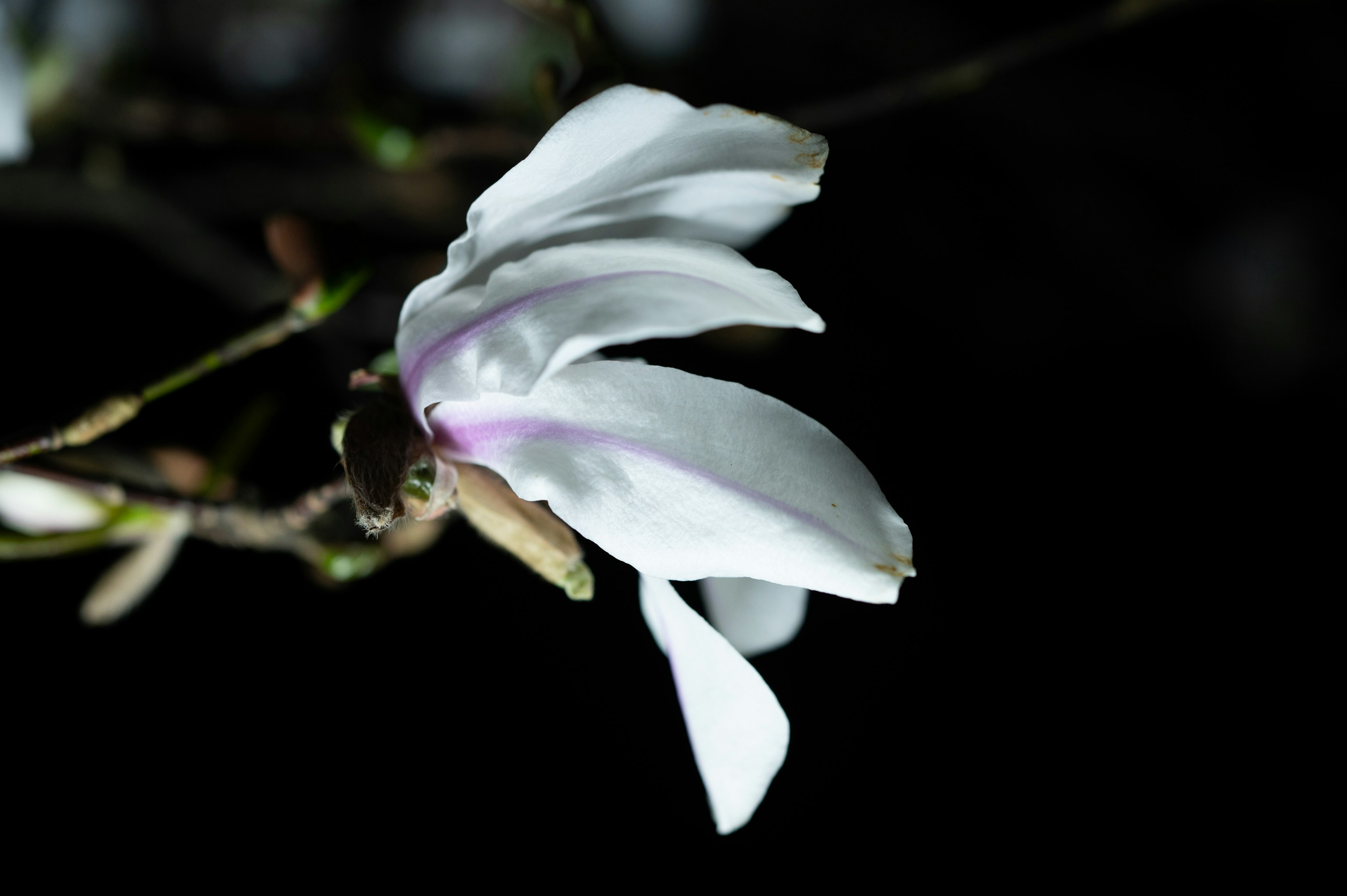 白い花びらと暗い背景のマグノリアの花