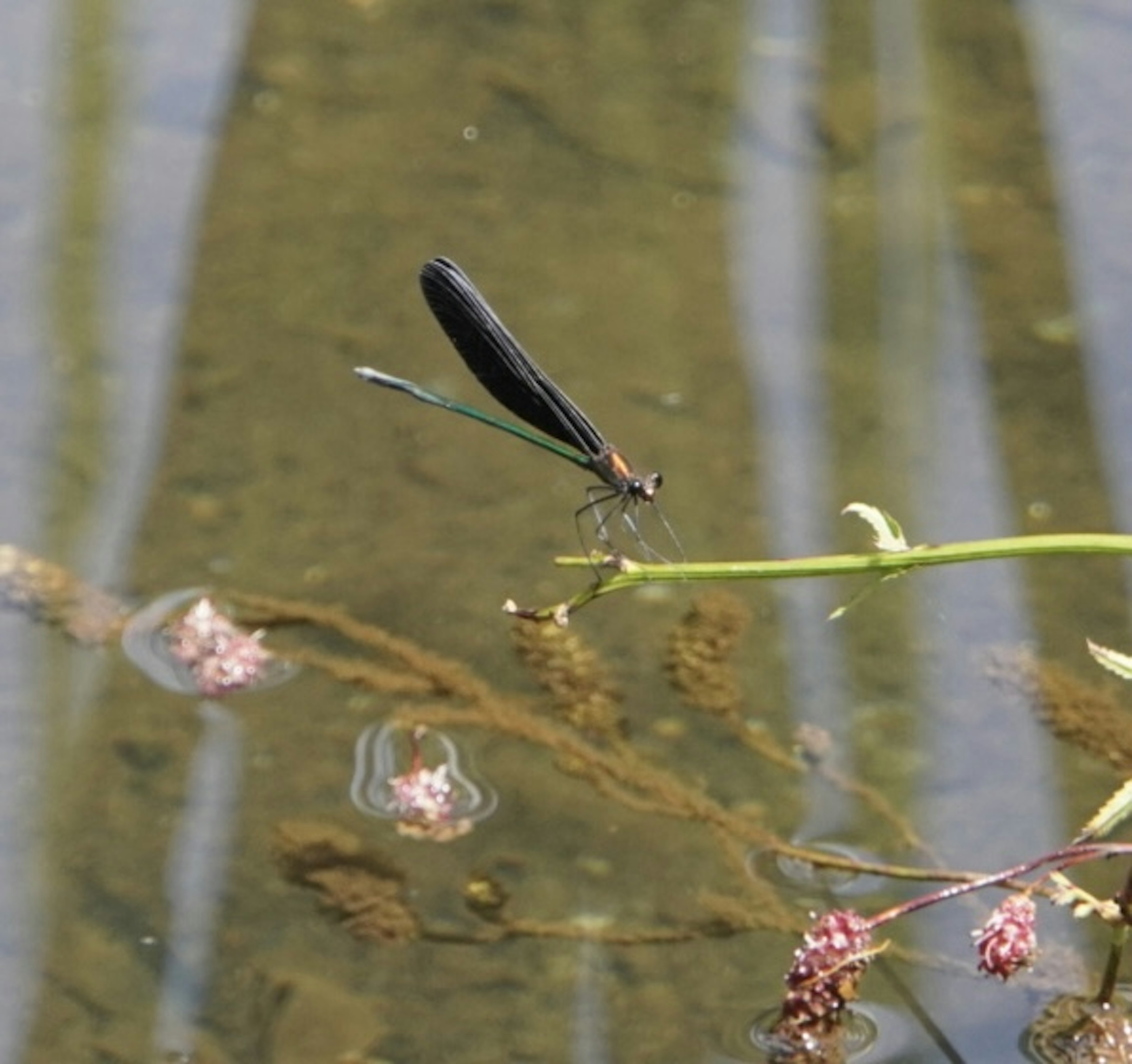 Schwarze Libelle, die auf einer Wasserpflanze über der Oberfläche eines Teiches sitzt