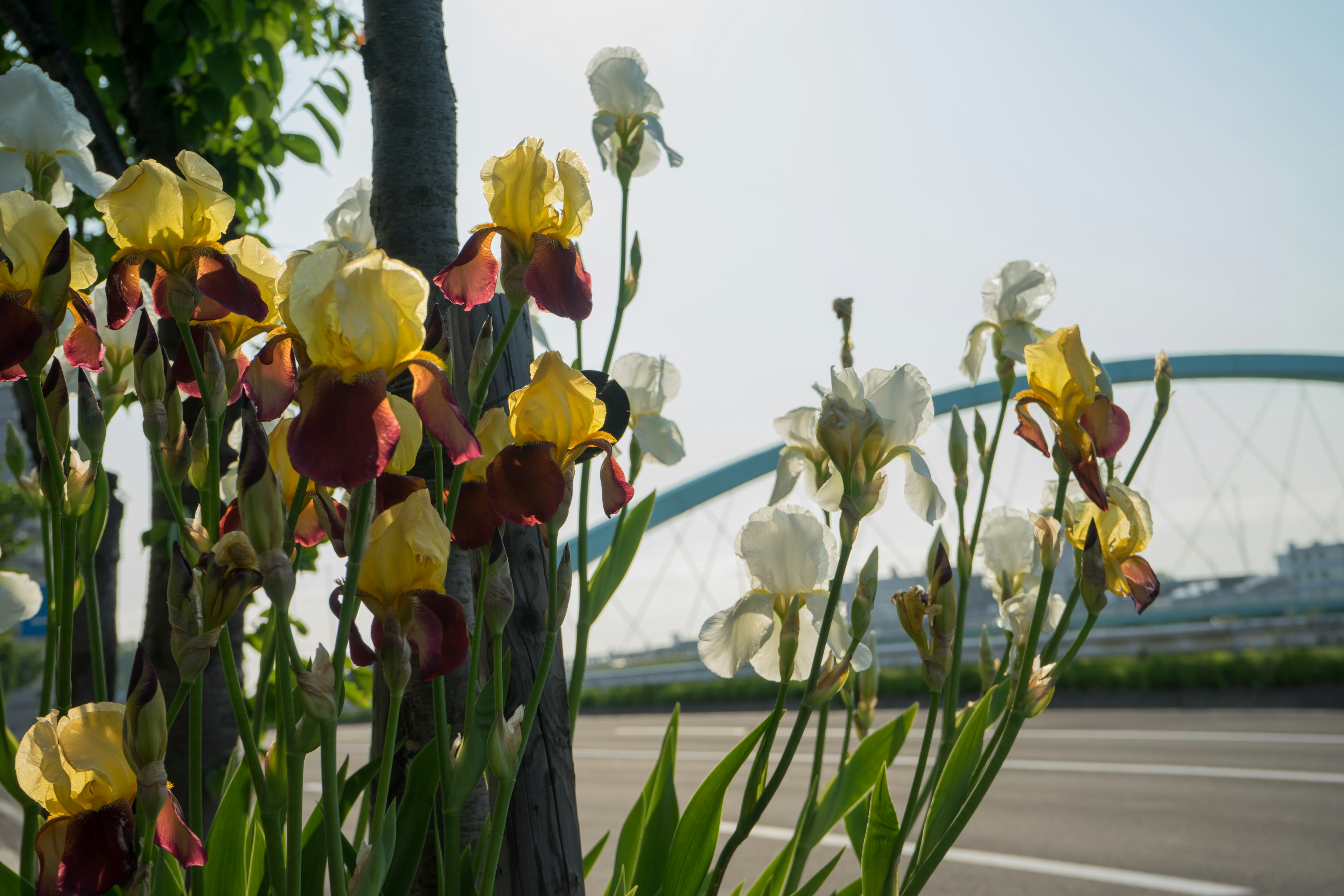 色とりどりの花が咲く風景と背景にアーチ型の橋