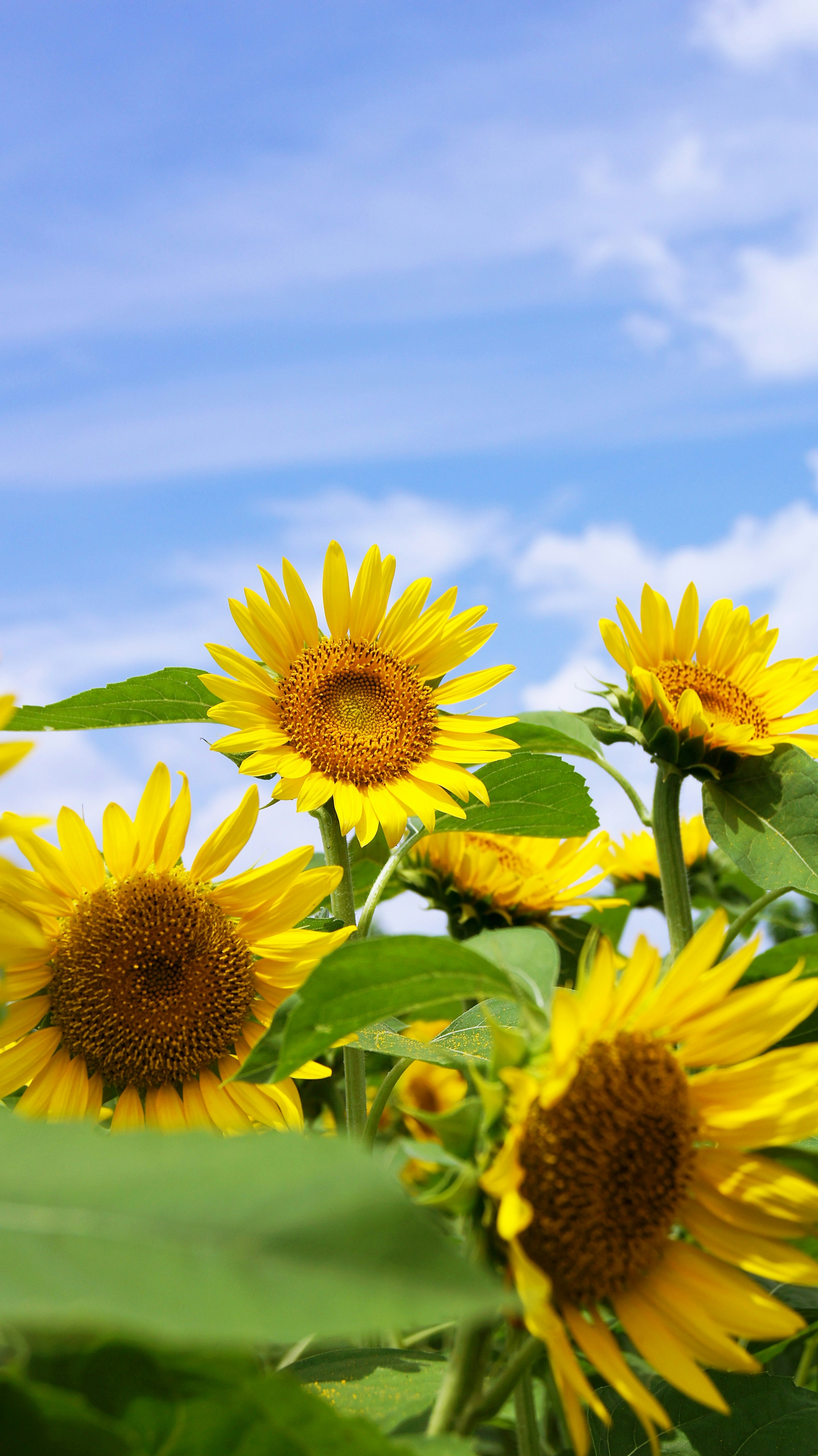 青空の下に咲くひまわりの花々のクローズアップ