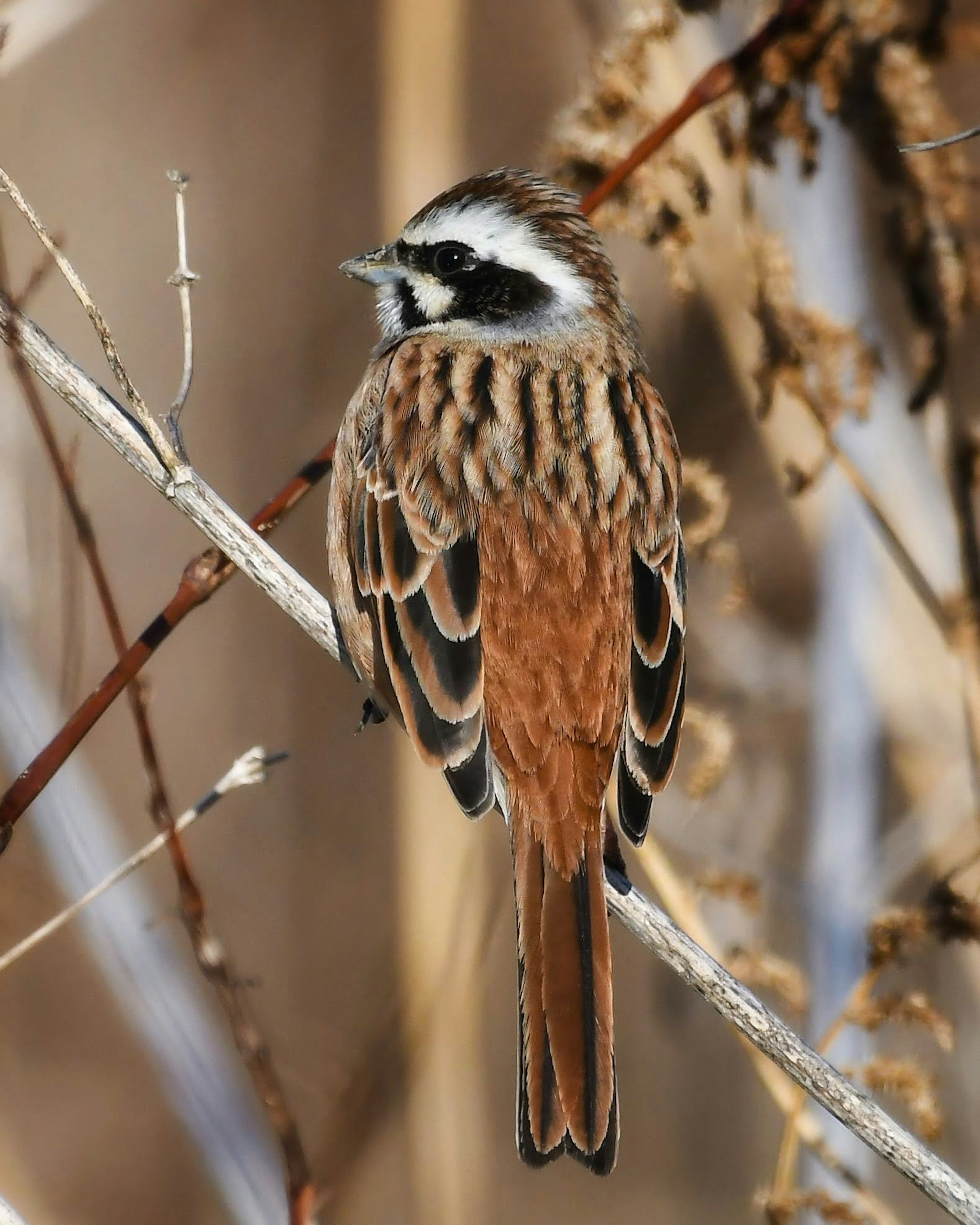 Un petit oiseau perché sur une branche avec des plumes rayées brunes et blanches