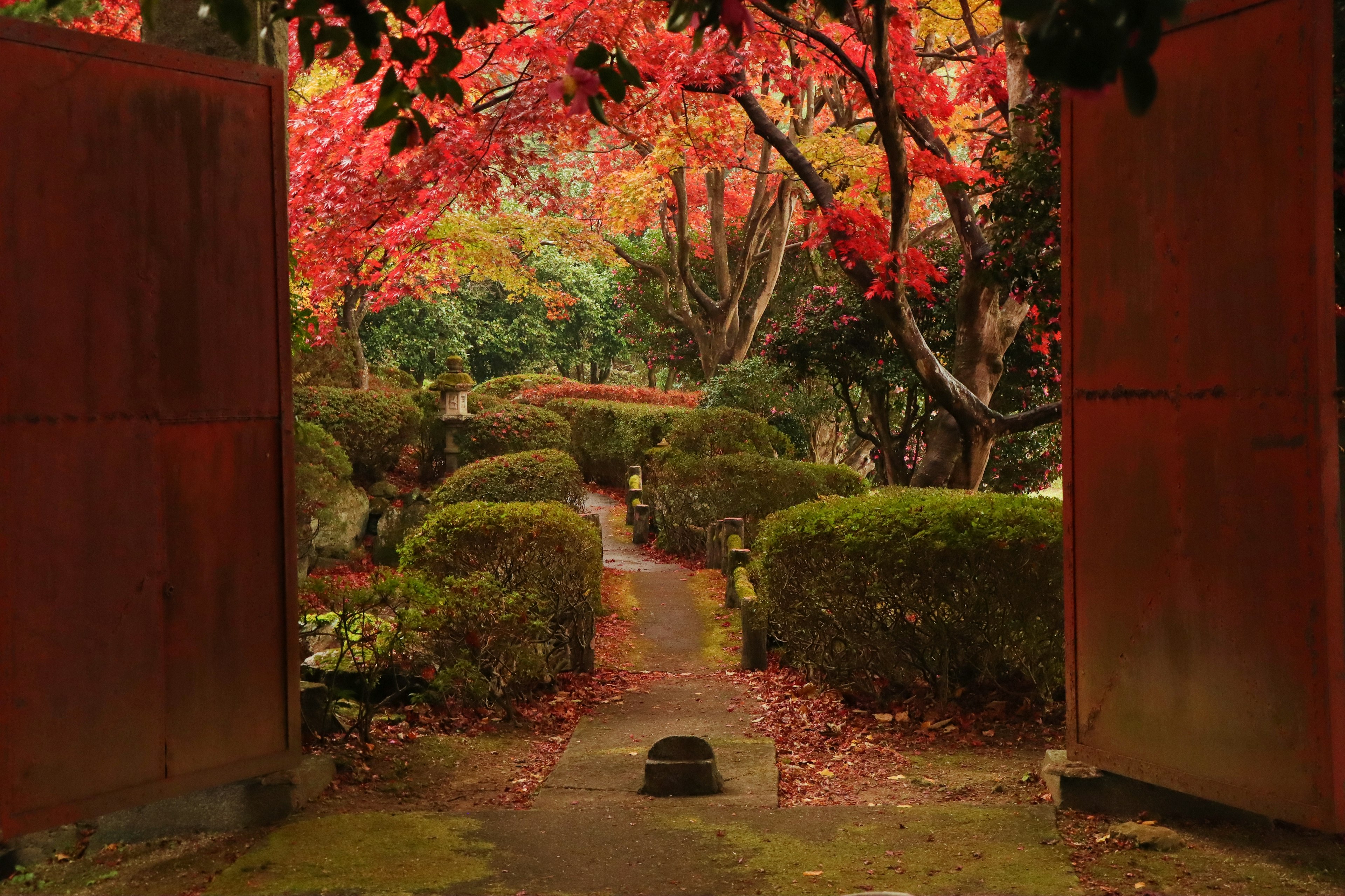 Vue sereine du jardin encadrée par des feuilles rouges vives