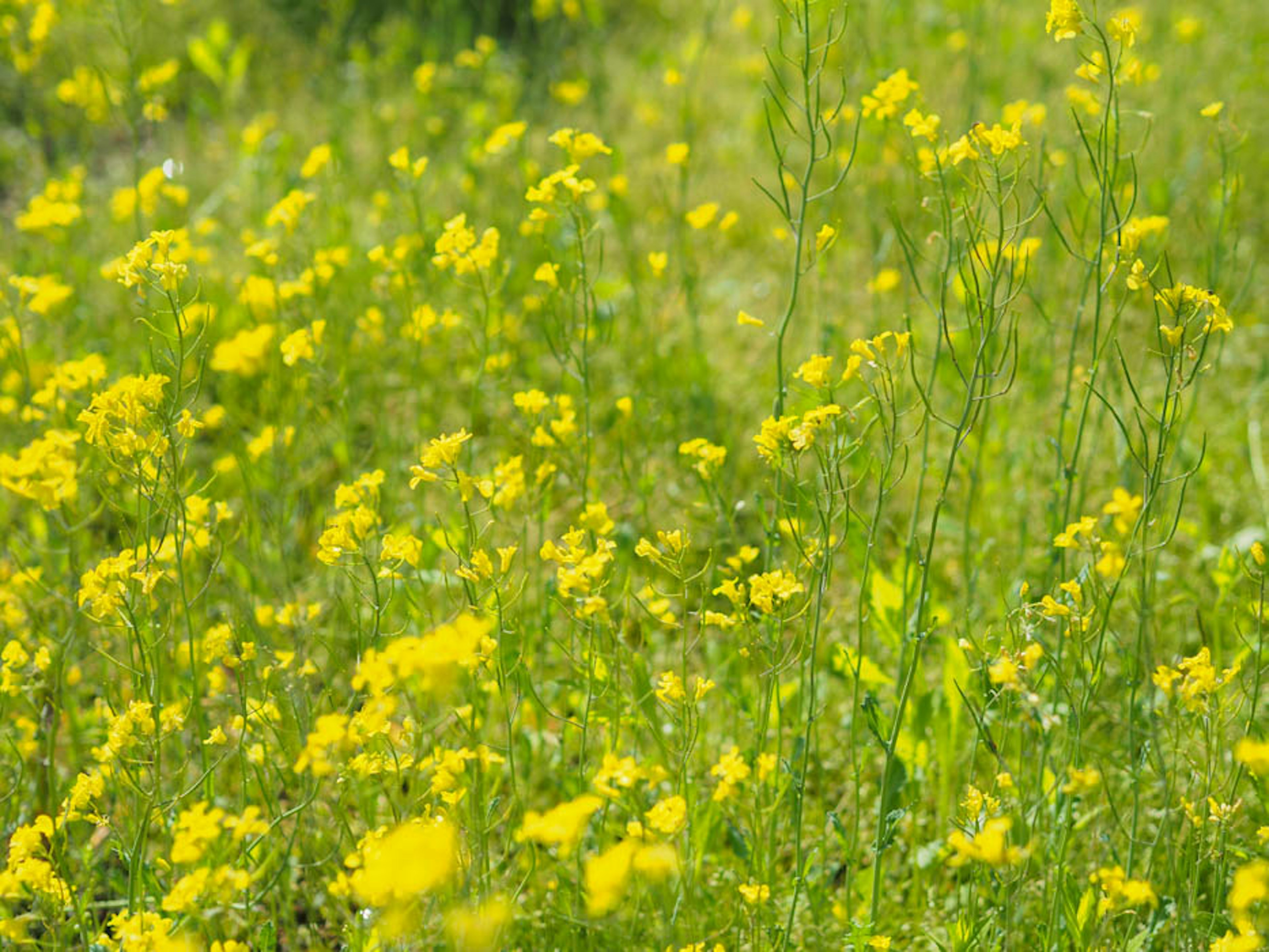 Un champ de fleurs jaunes éclatantes en pleine floraison