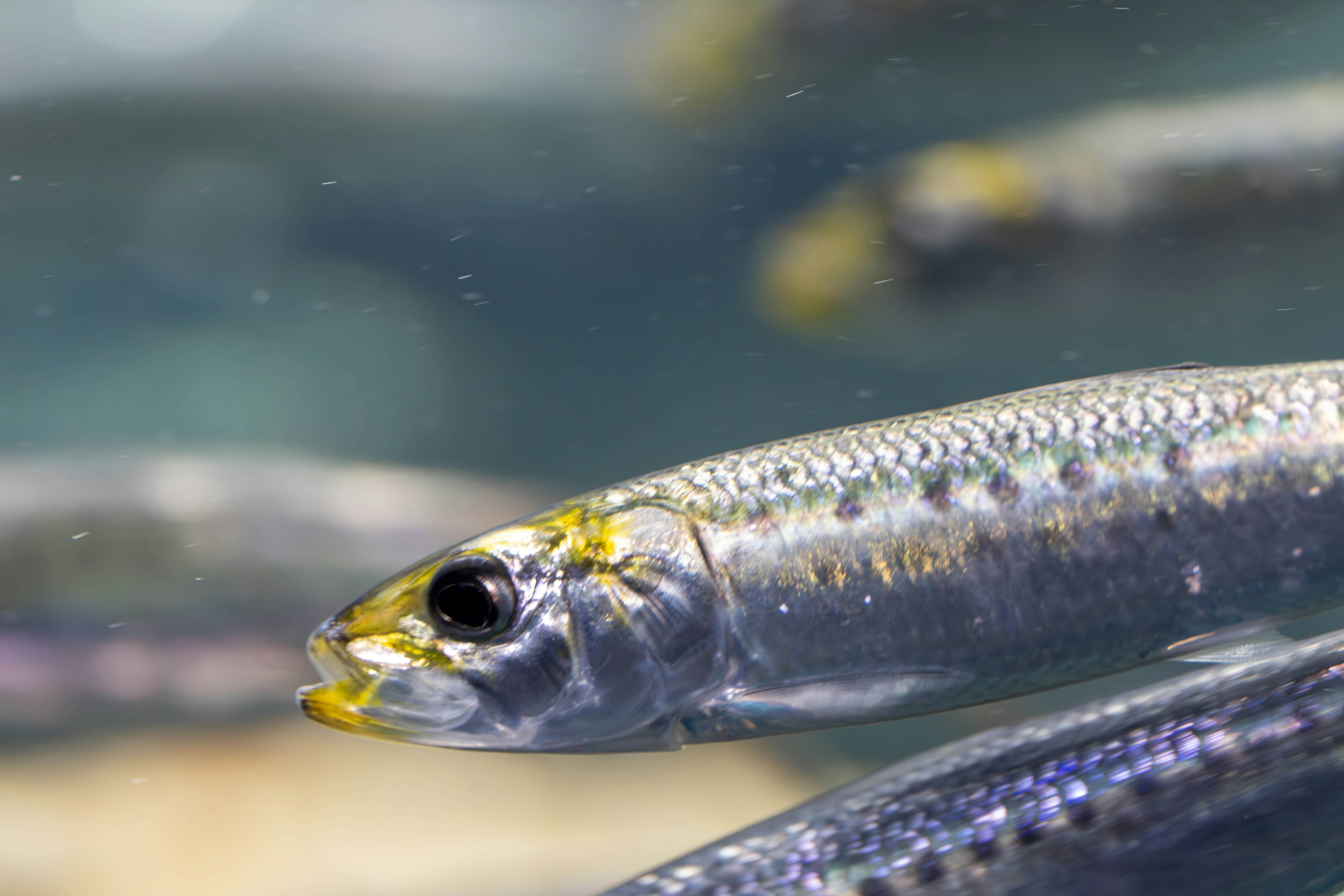 Nahaufnahme eines kleinen Fisches, der in klarem Wasser schwimmt