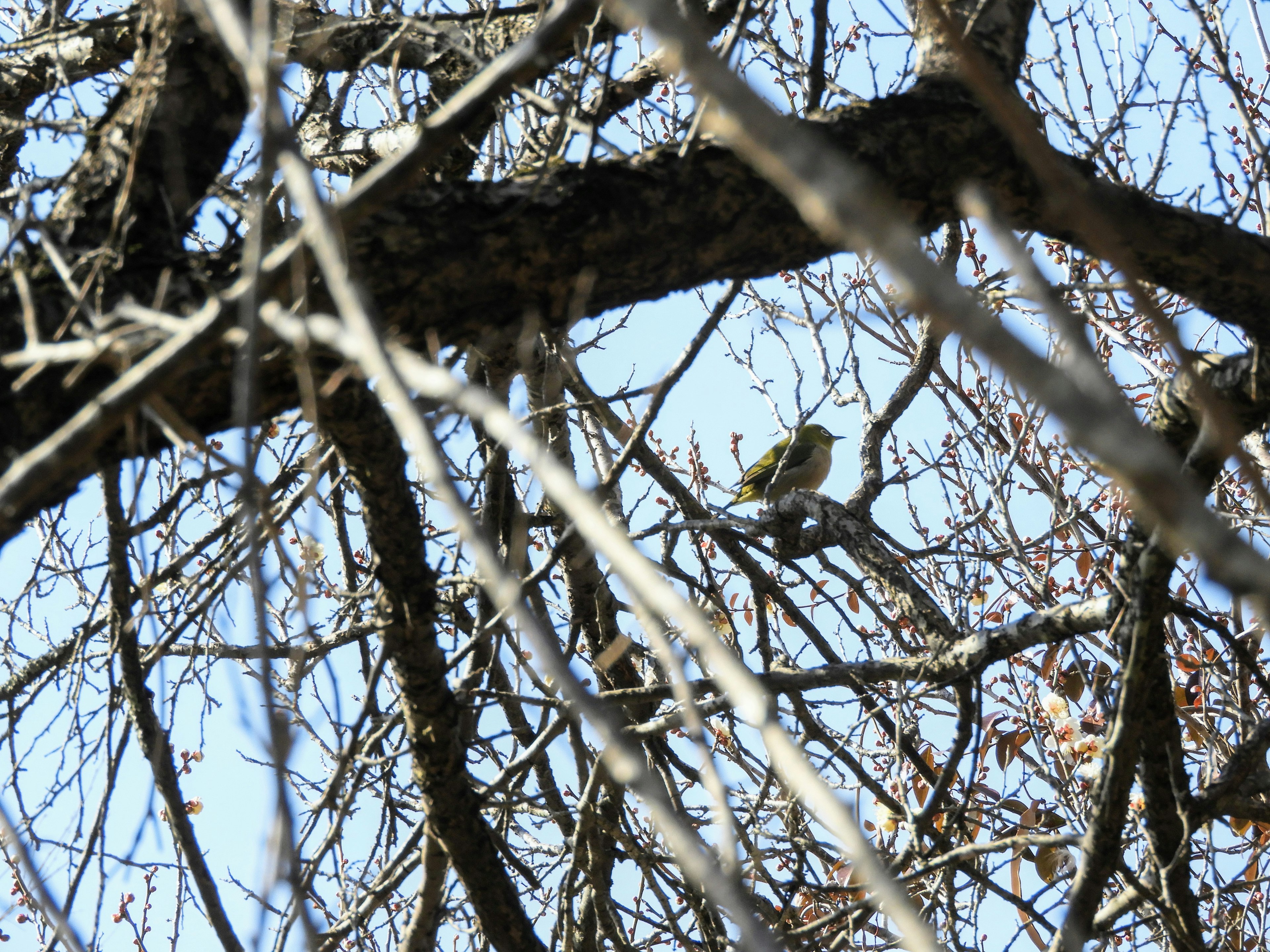 Un petit oiseau perché sur des branches d'arbres nues en hiver