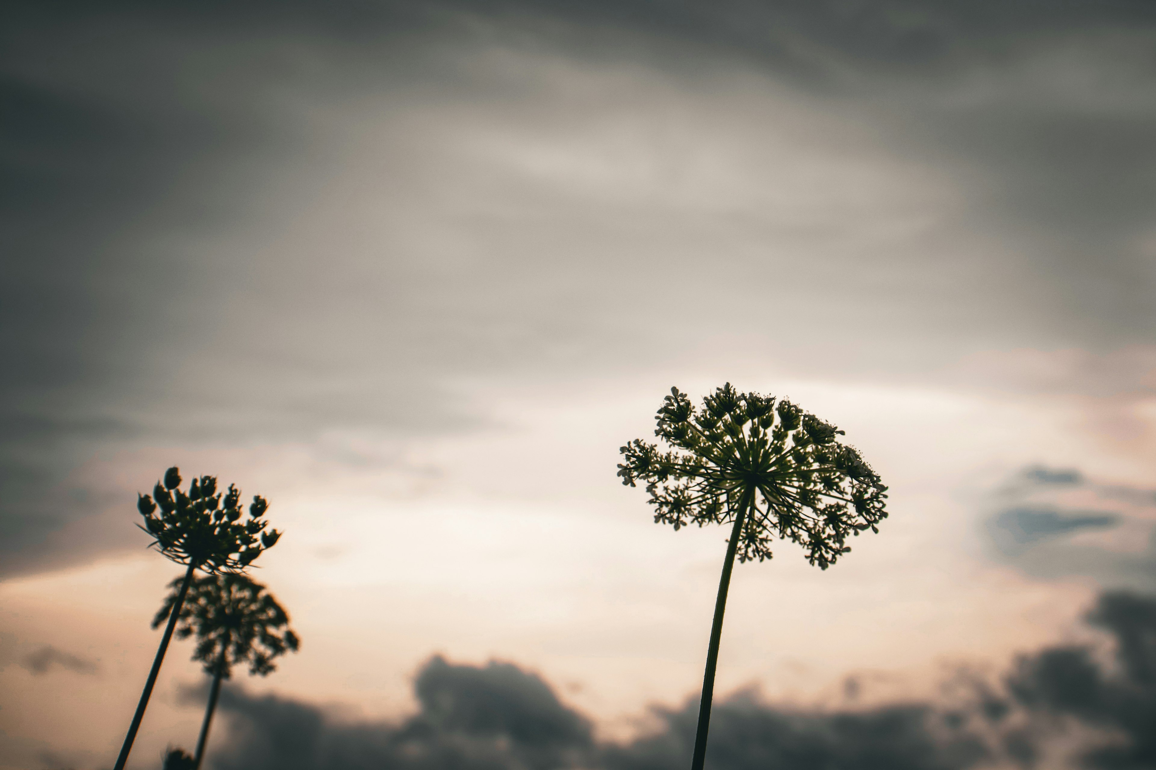 曇り空の下に立つ細長い植物のシルエット