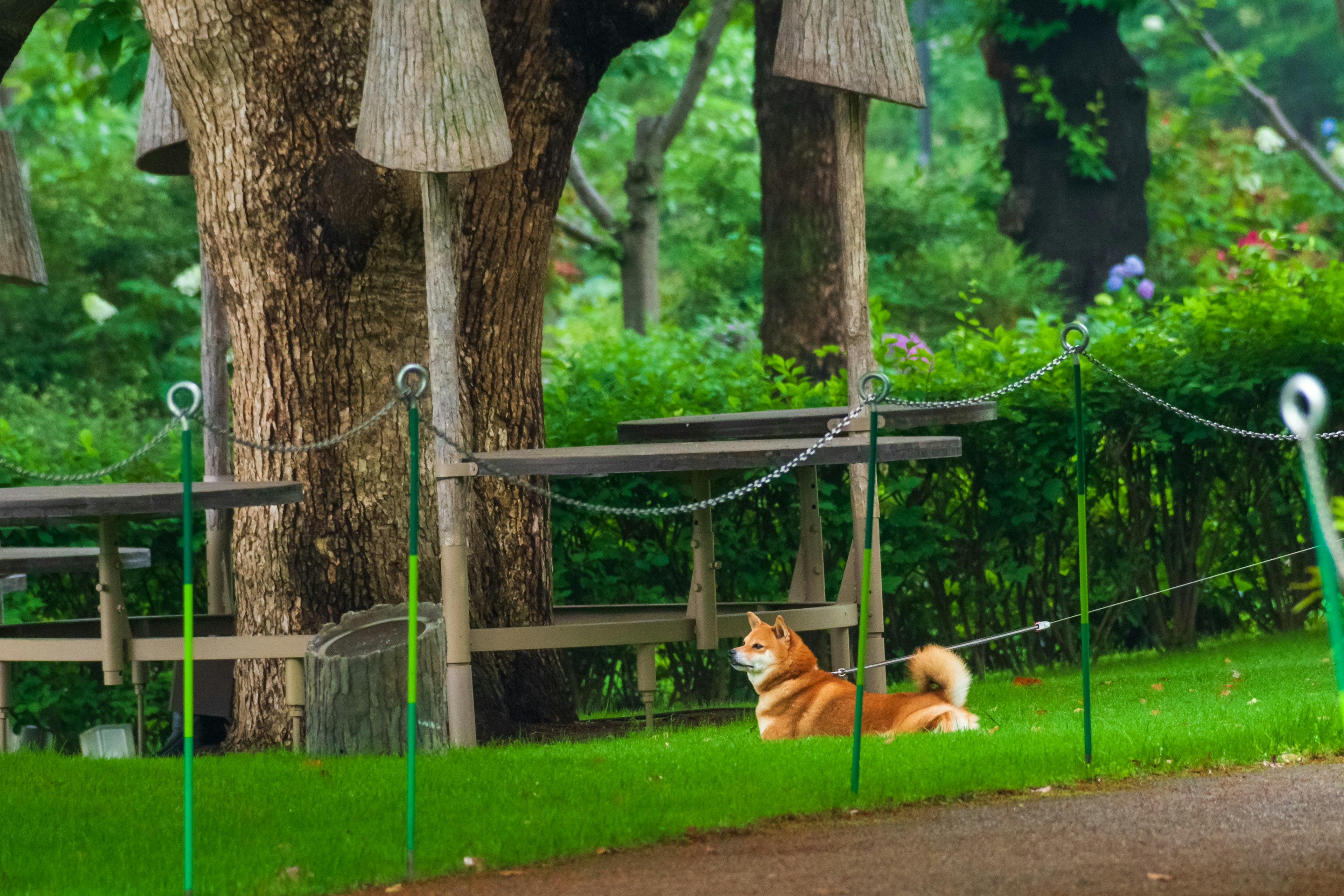 Anjing Shiba Inu berbaring di atas rumput hijau di taman