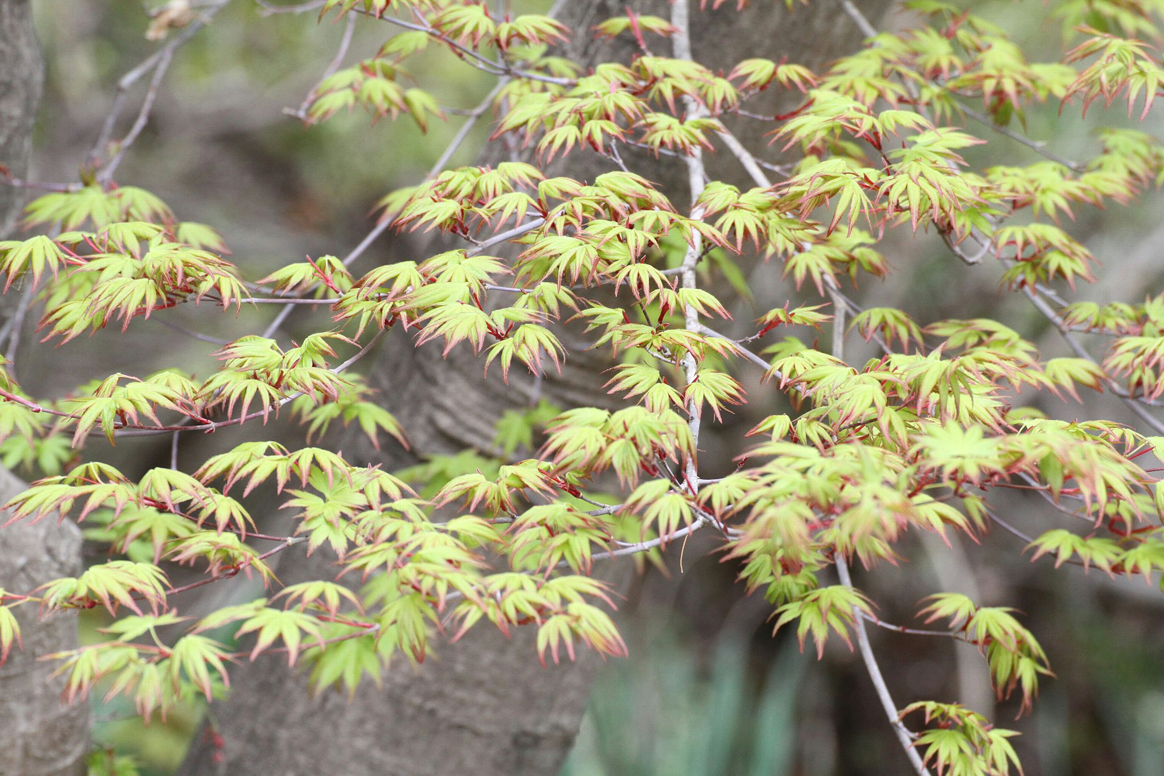 Close-up cabang maple Jepang dengan daun hijau