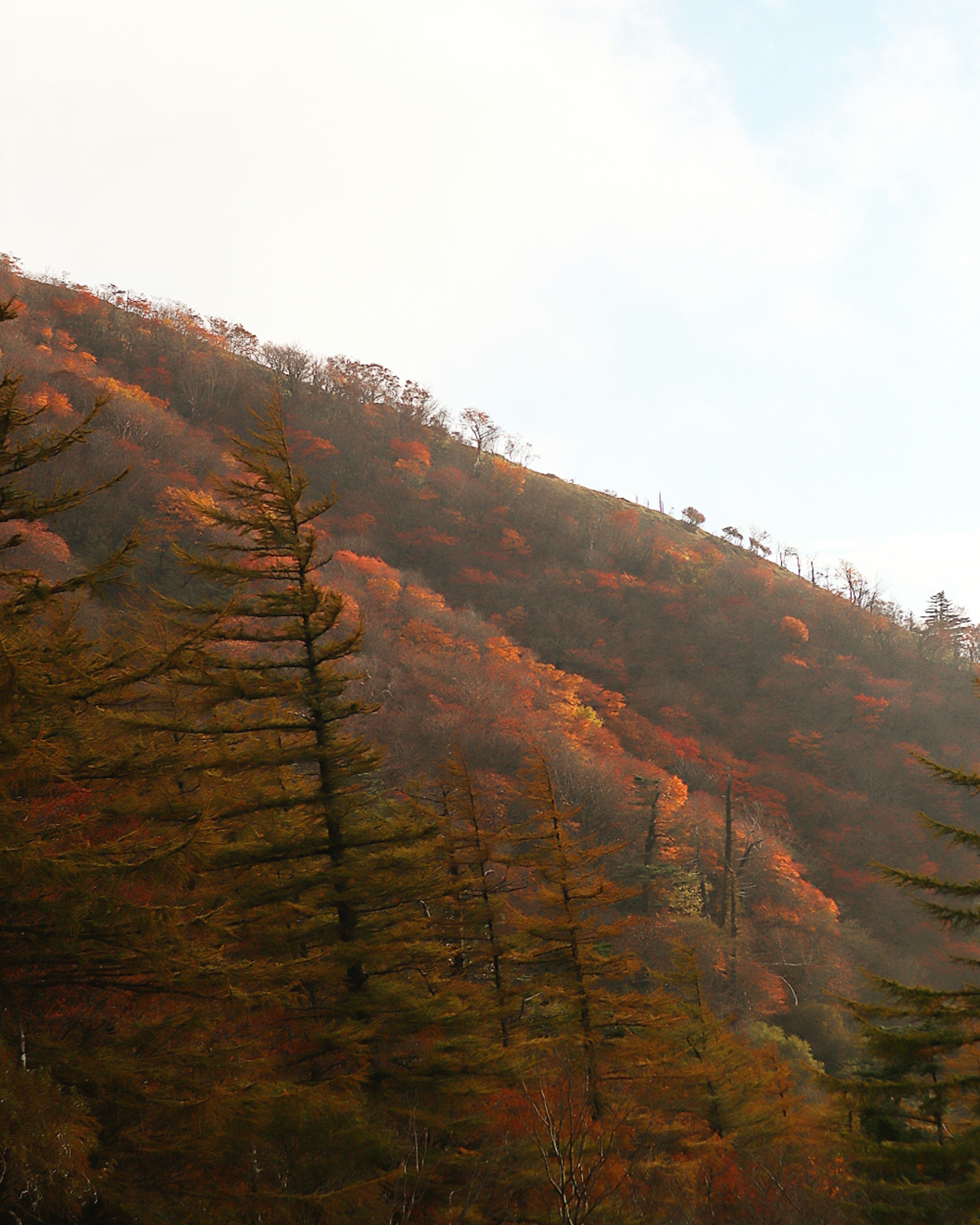 Ladera de montaña adornada con colores de otoño y árboles coníferos