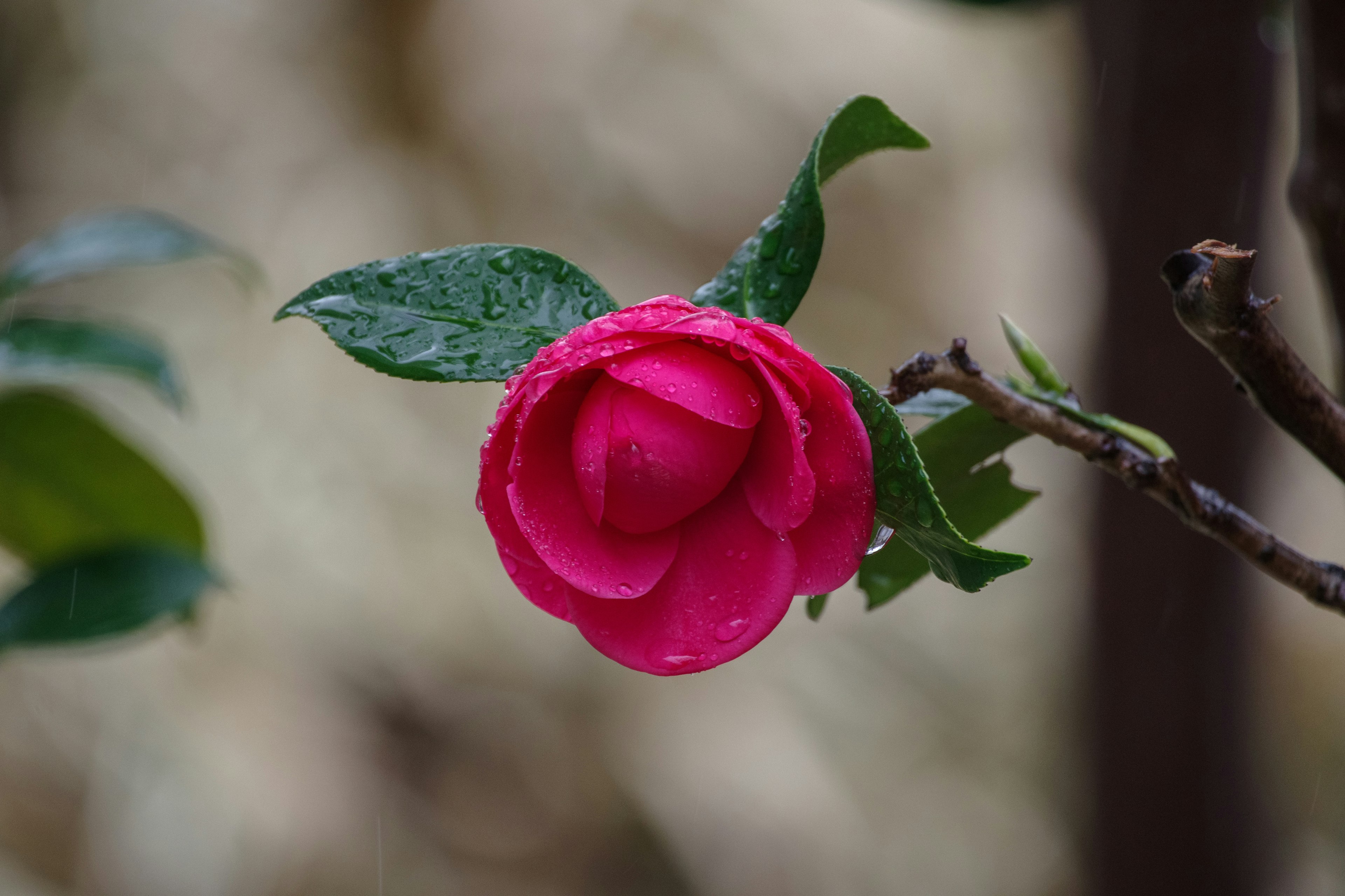 Wet pink camellia flower with green leaves