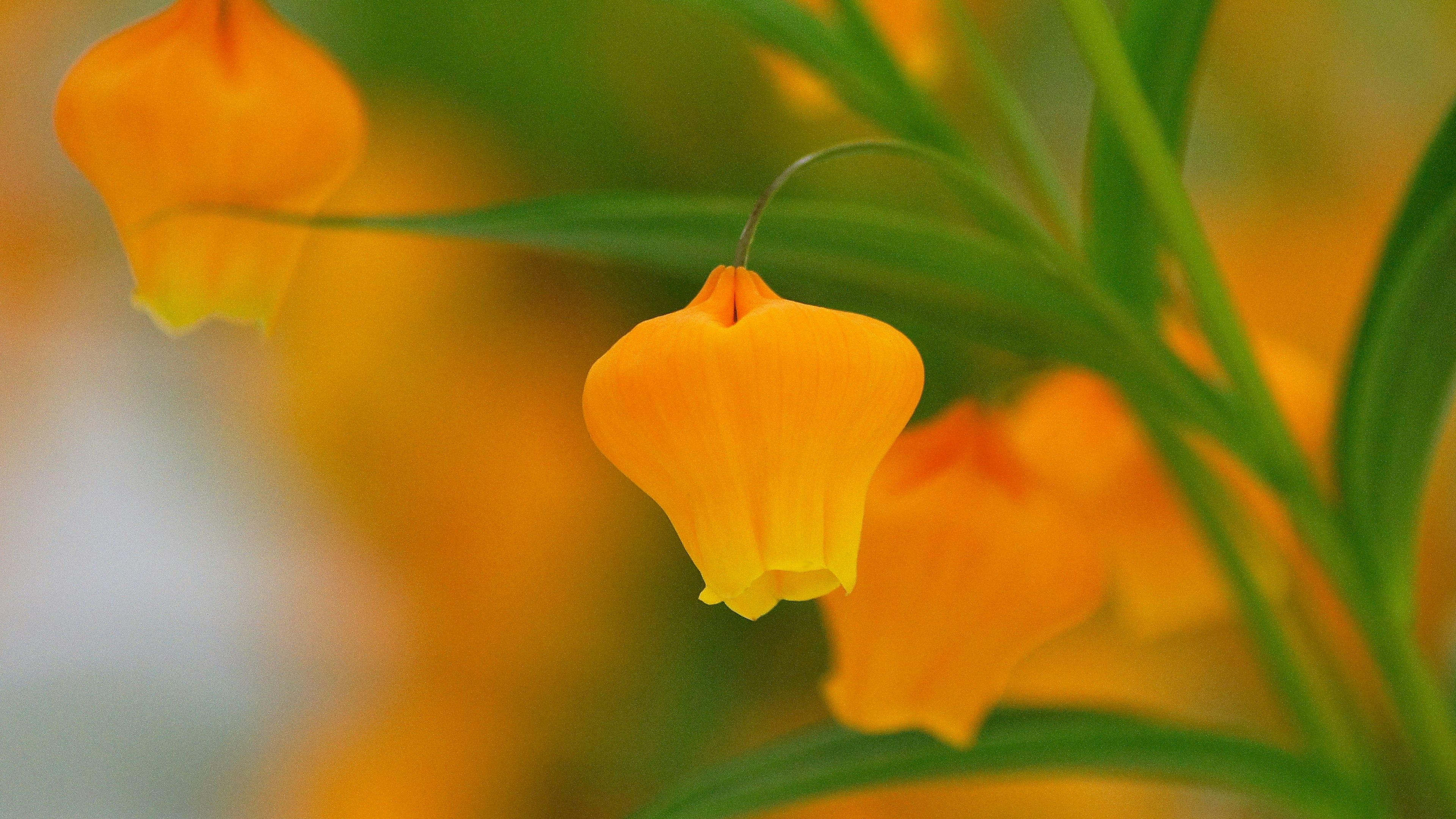 Fleurs orange vif entourées de feuilles vertes