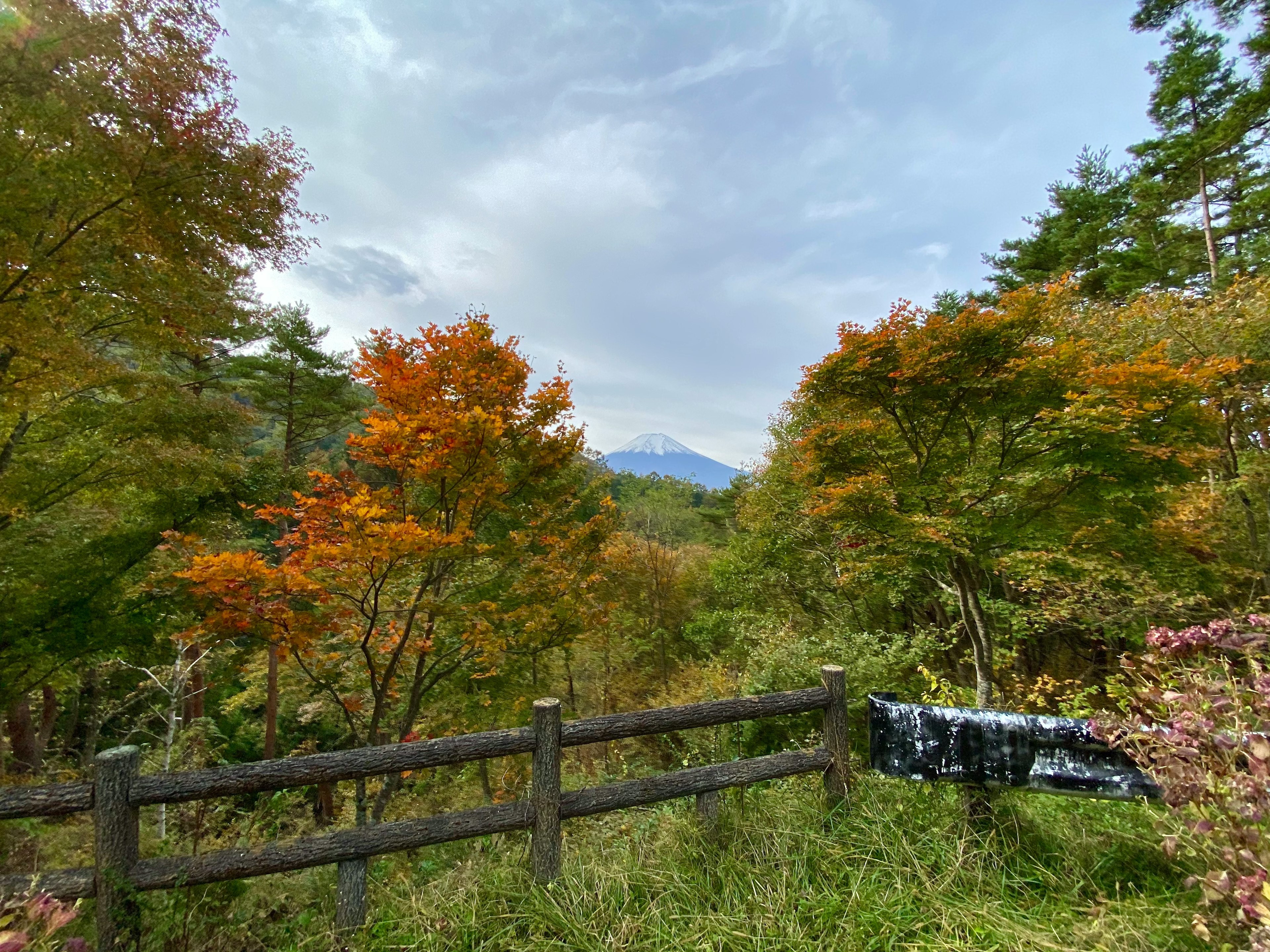 色とりどりの木々と山が見える景色