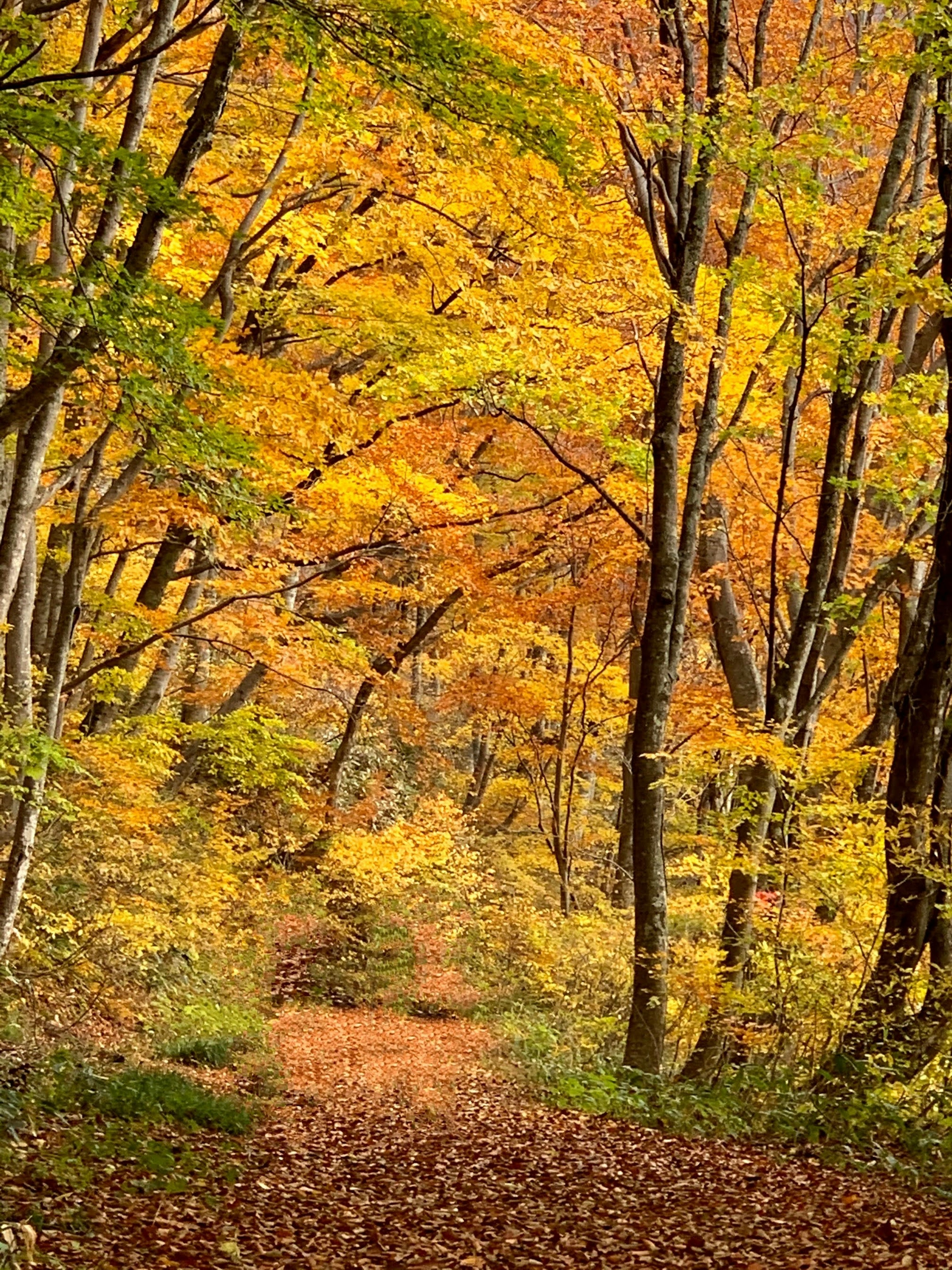 Sentiero forestale adornato con foglie autunnali vibranti