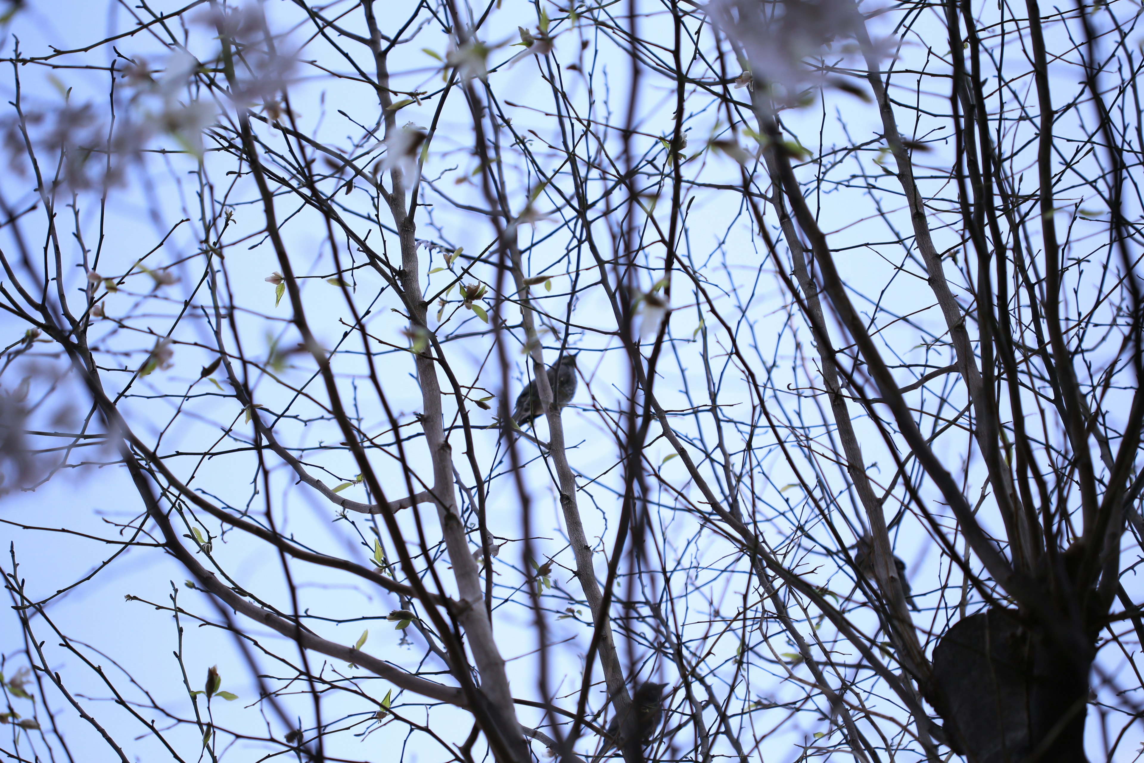 青空の下の細い木の枝にとまる小鳥