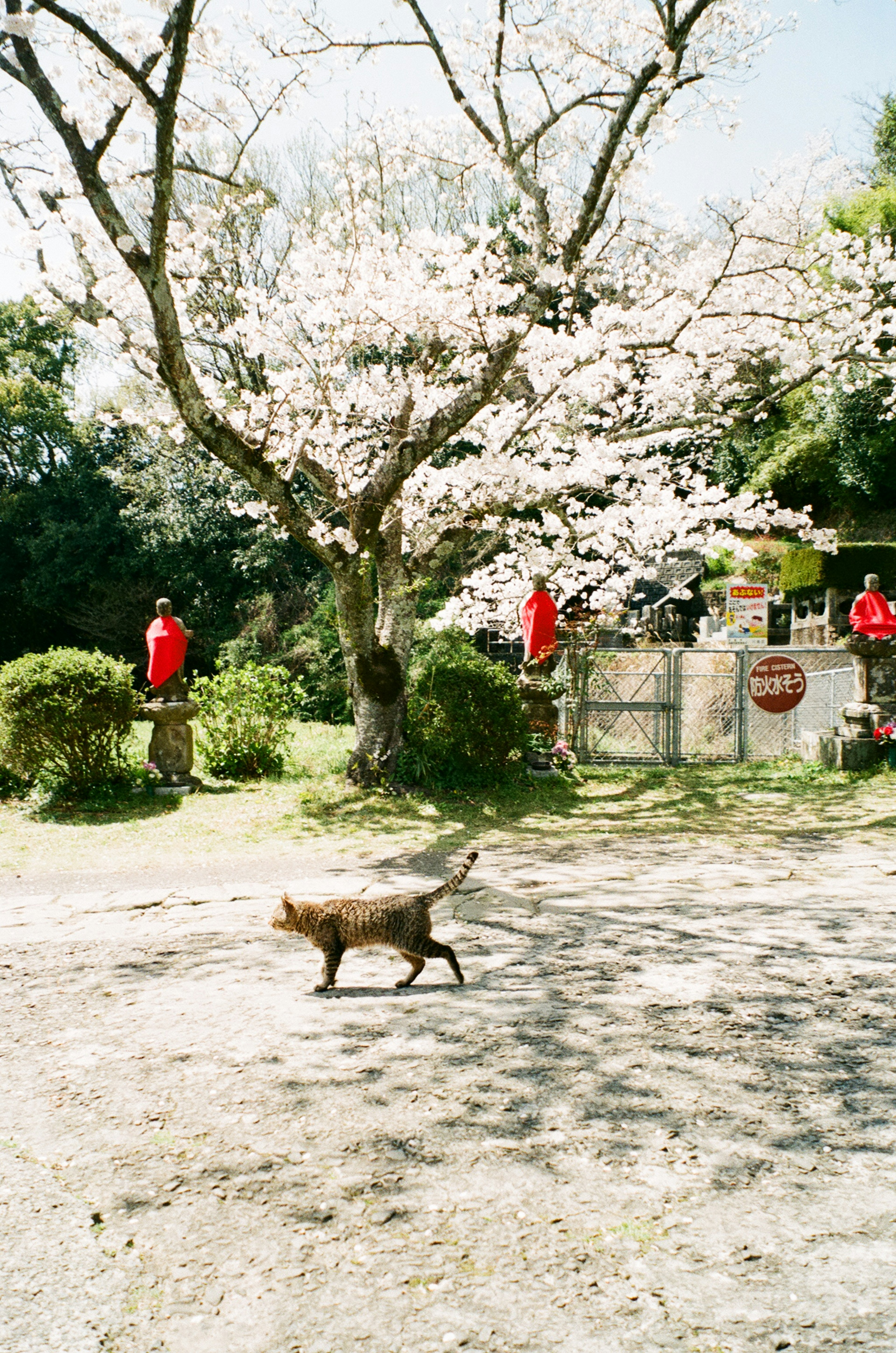 Un chat marchant sous un cerisier en fleurs avec des personnes en vêtements rouges