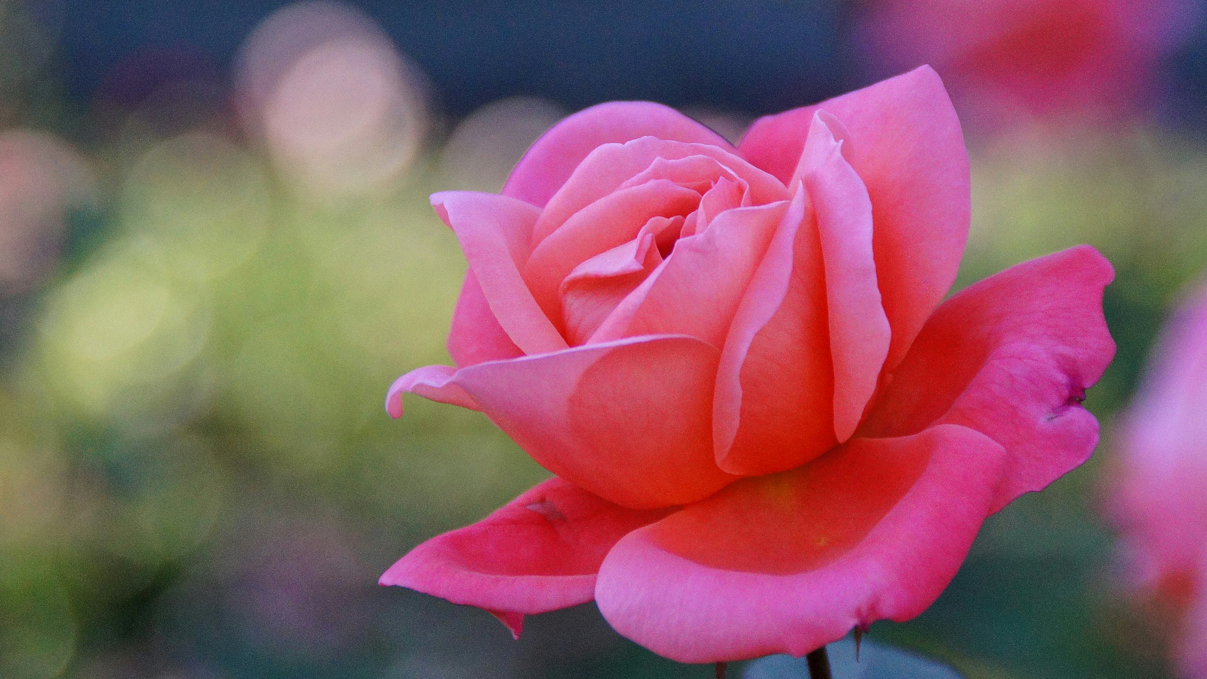 Bella immagine di una rosa rosa in fiore