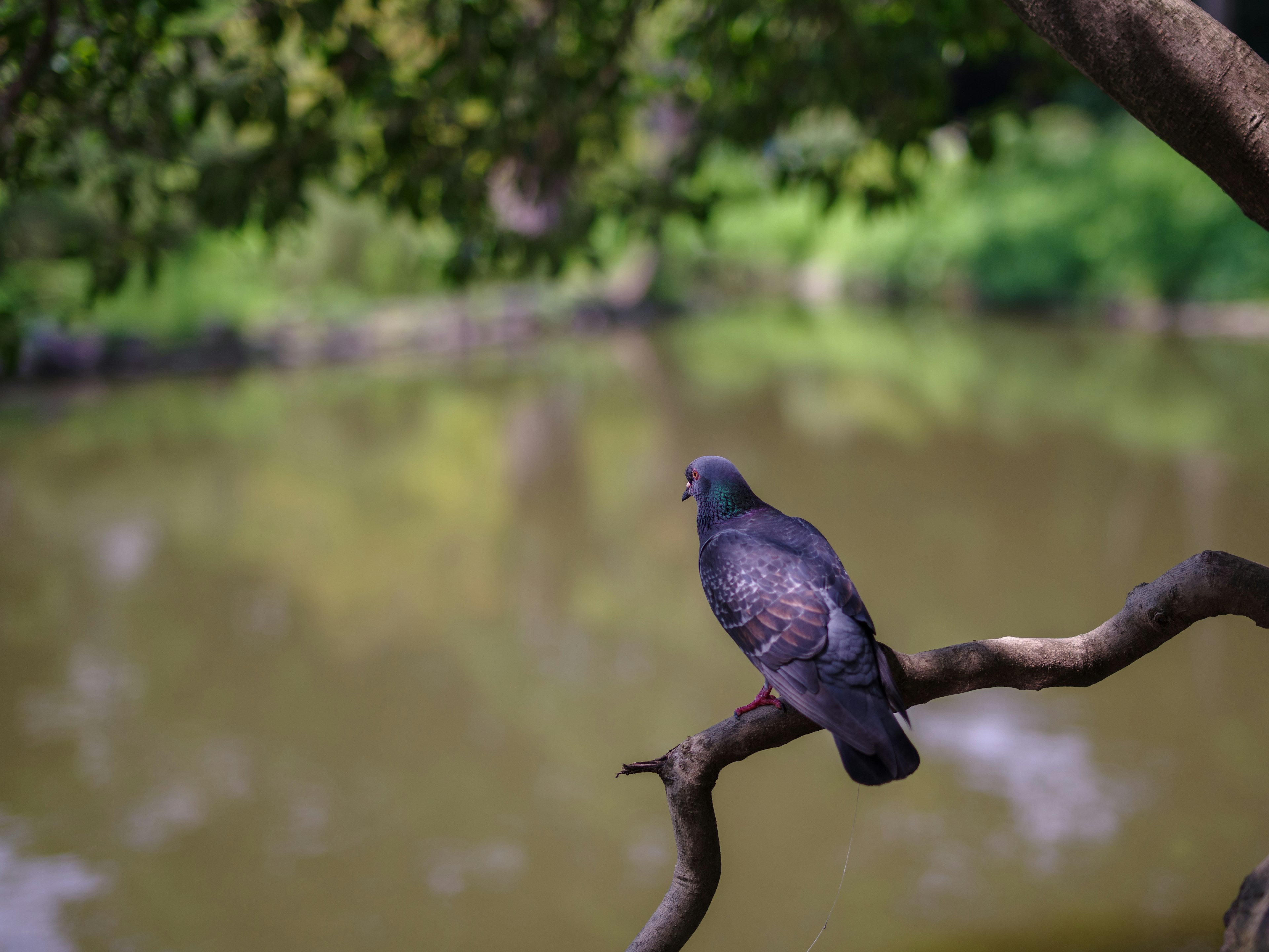 Merpati bertengger di dahan mengawasi kolam yang tenang