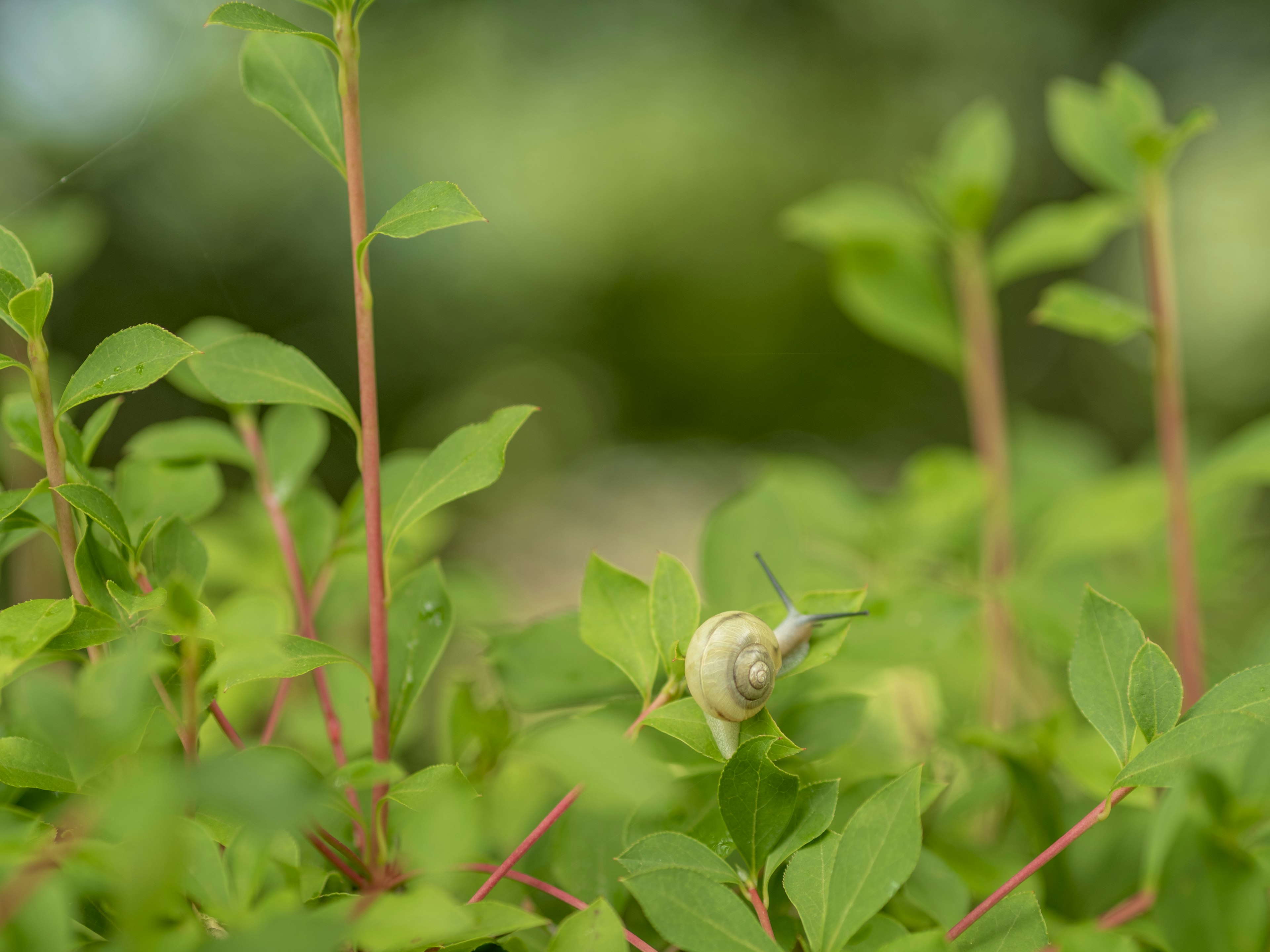 Gros plan sur un petit escargot parmi des feuilles vertes