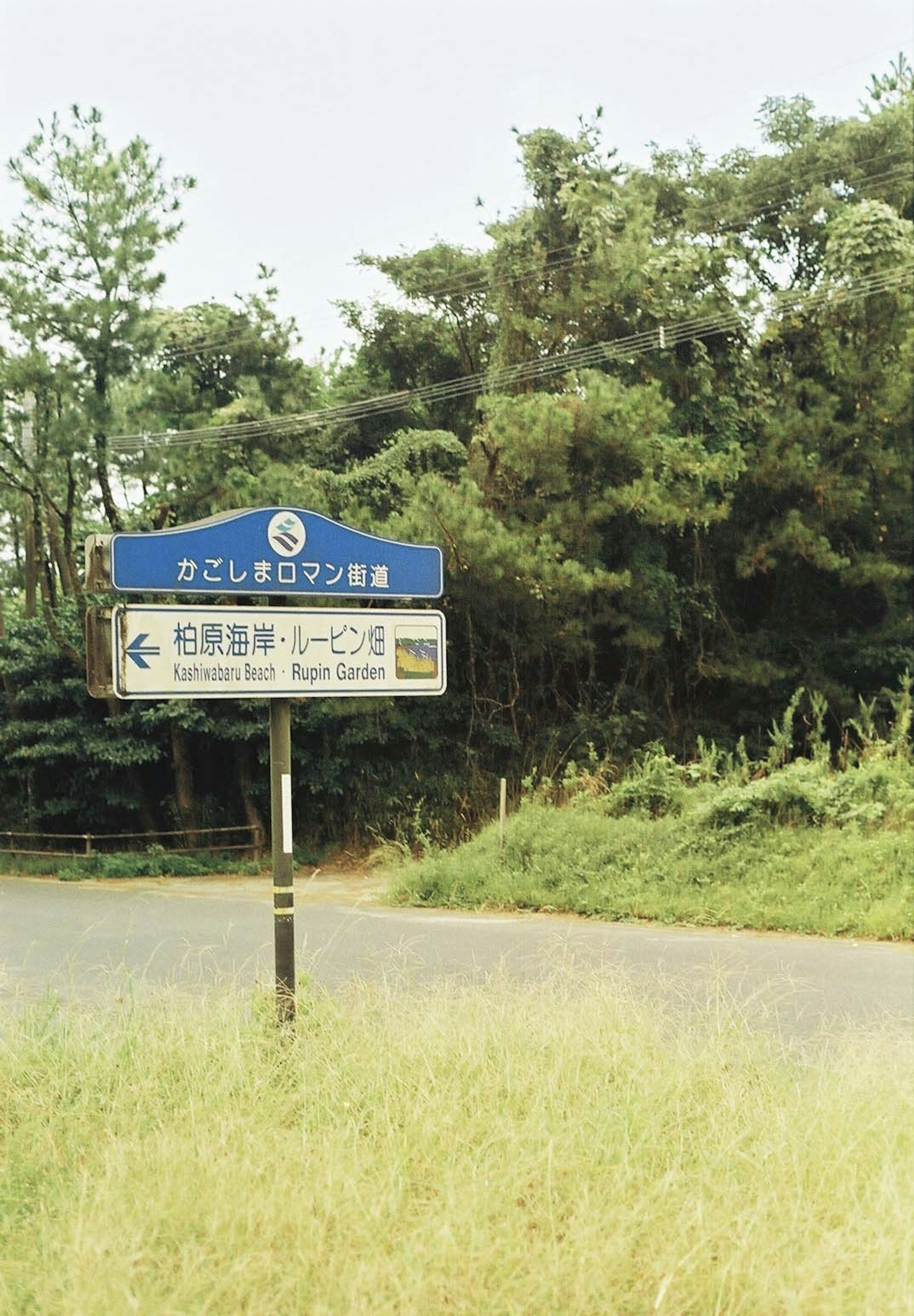 青い標識と緑の木々のある風景