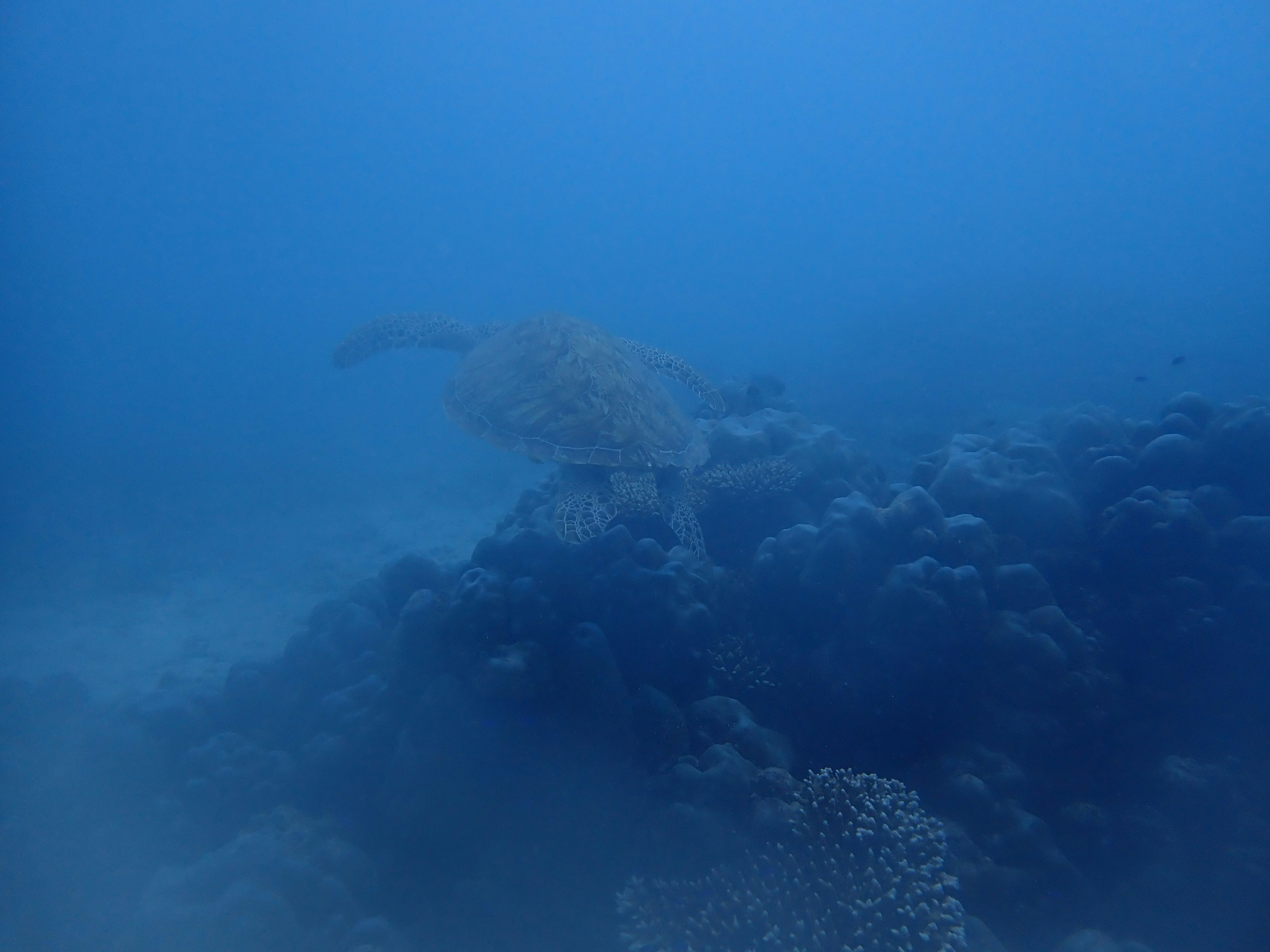 Underwater scene featuring a turtle swimming over a coral reef in blue water