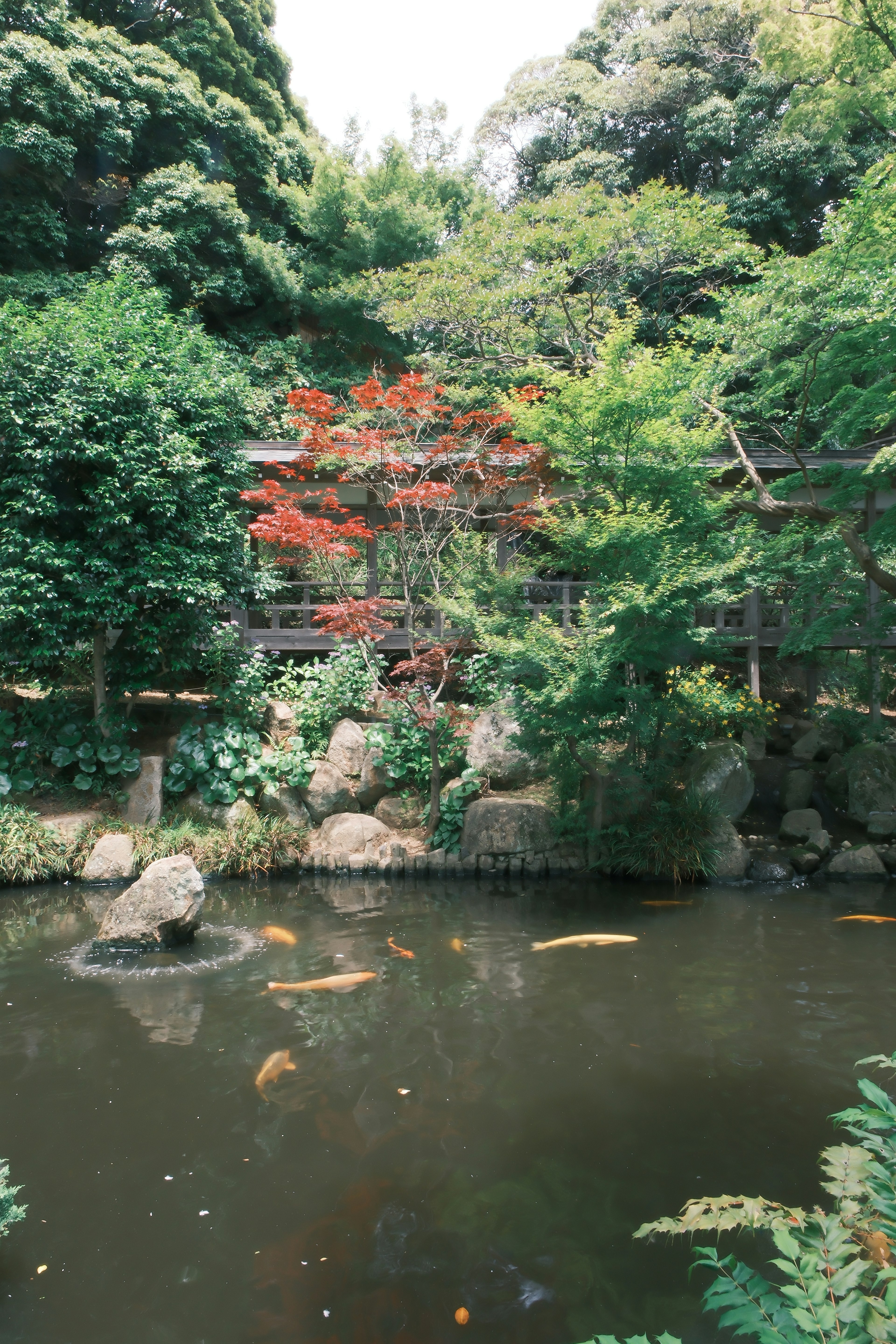 緑豊かな庭園に赤い葉の木と池のある風景