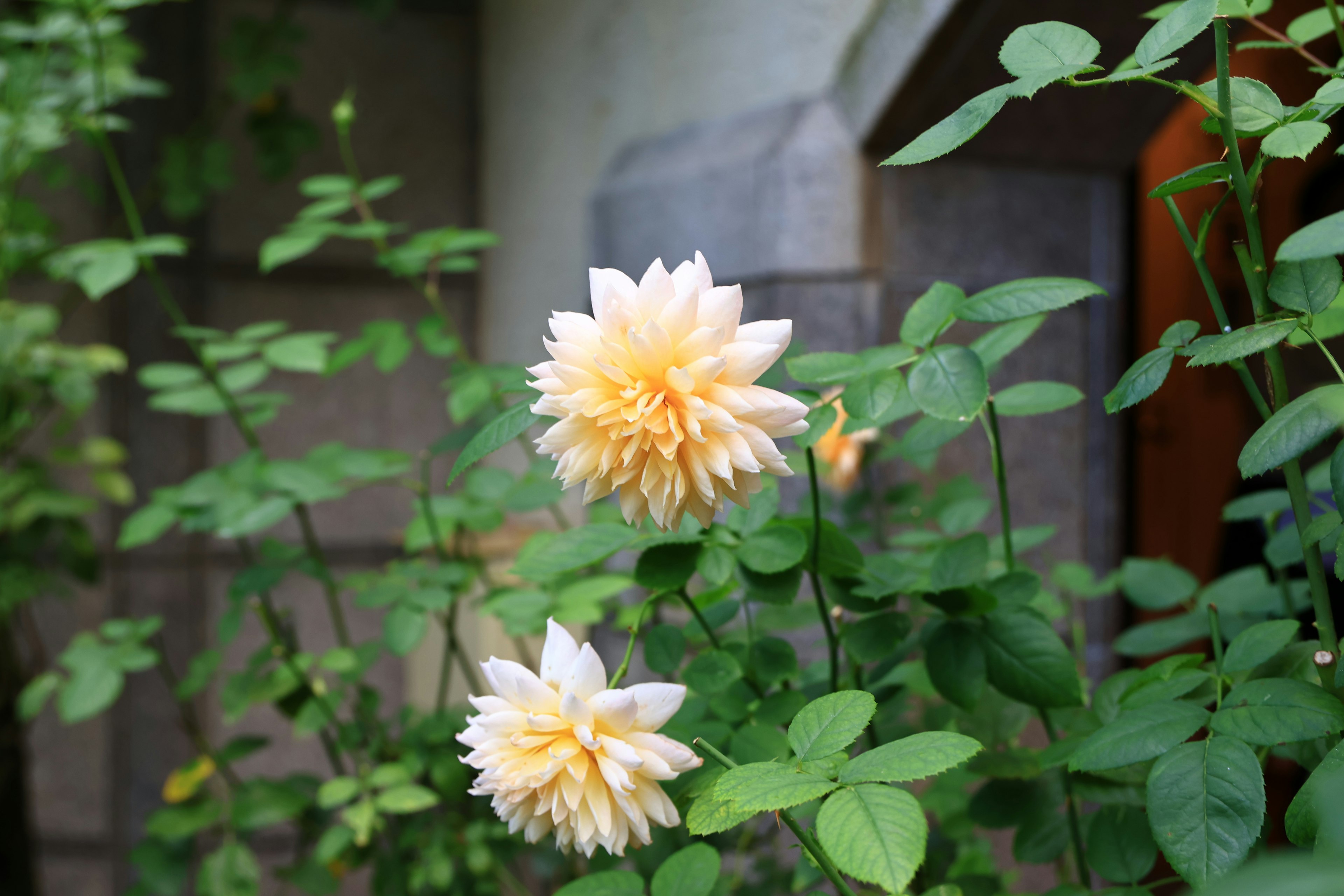 Scène de jardin avec des fleurs jaunes pâles épanouies parmi un feuillage vert luxuriant