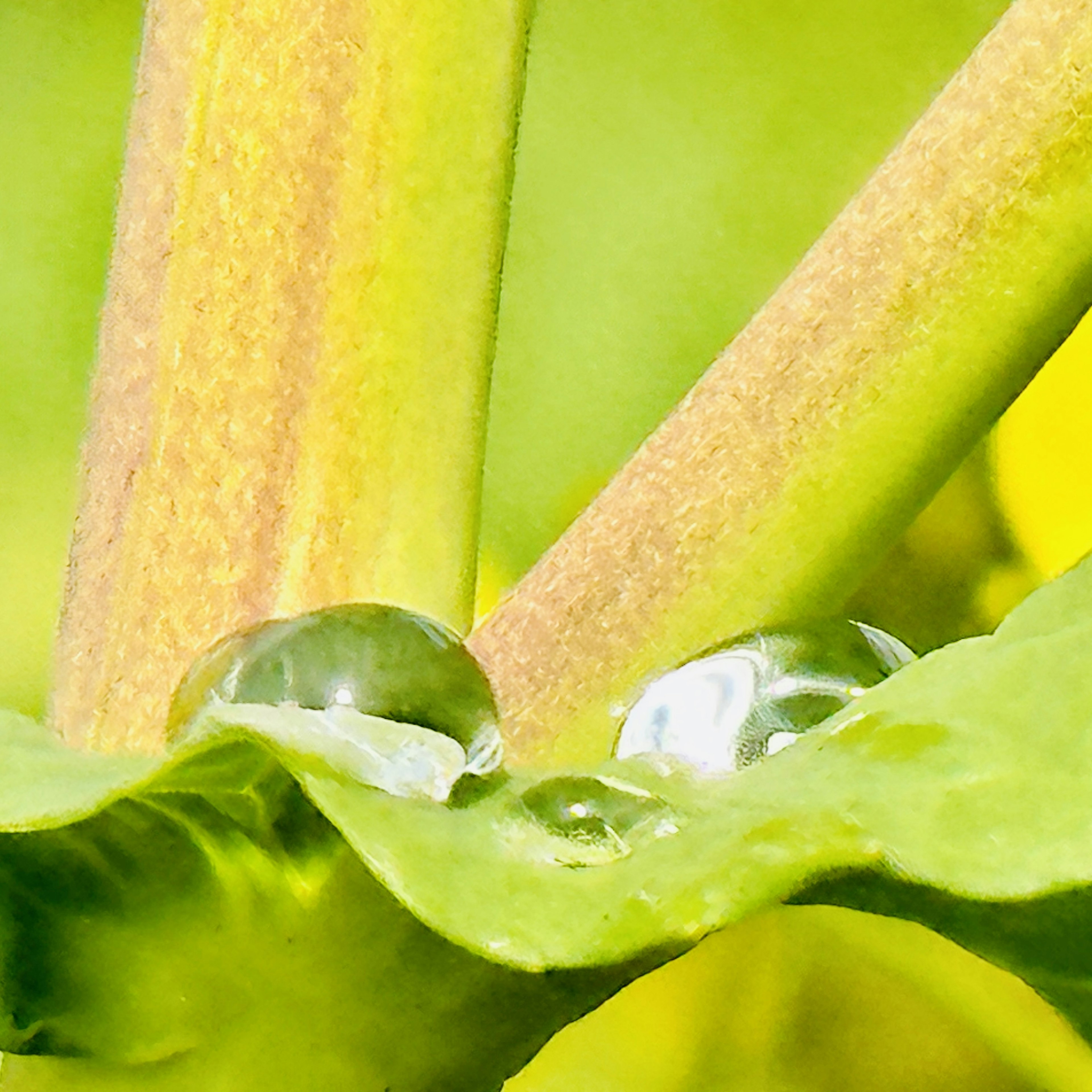 水滴が葉の上にあり、緑色の茎と背景が鮮やかに映える