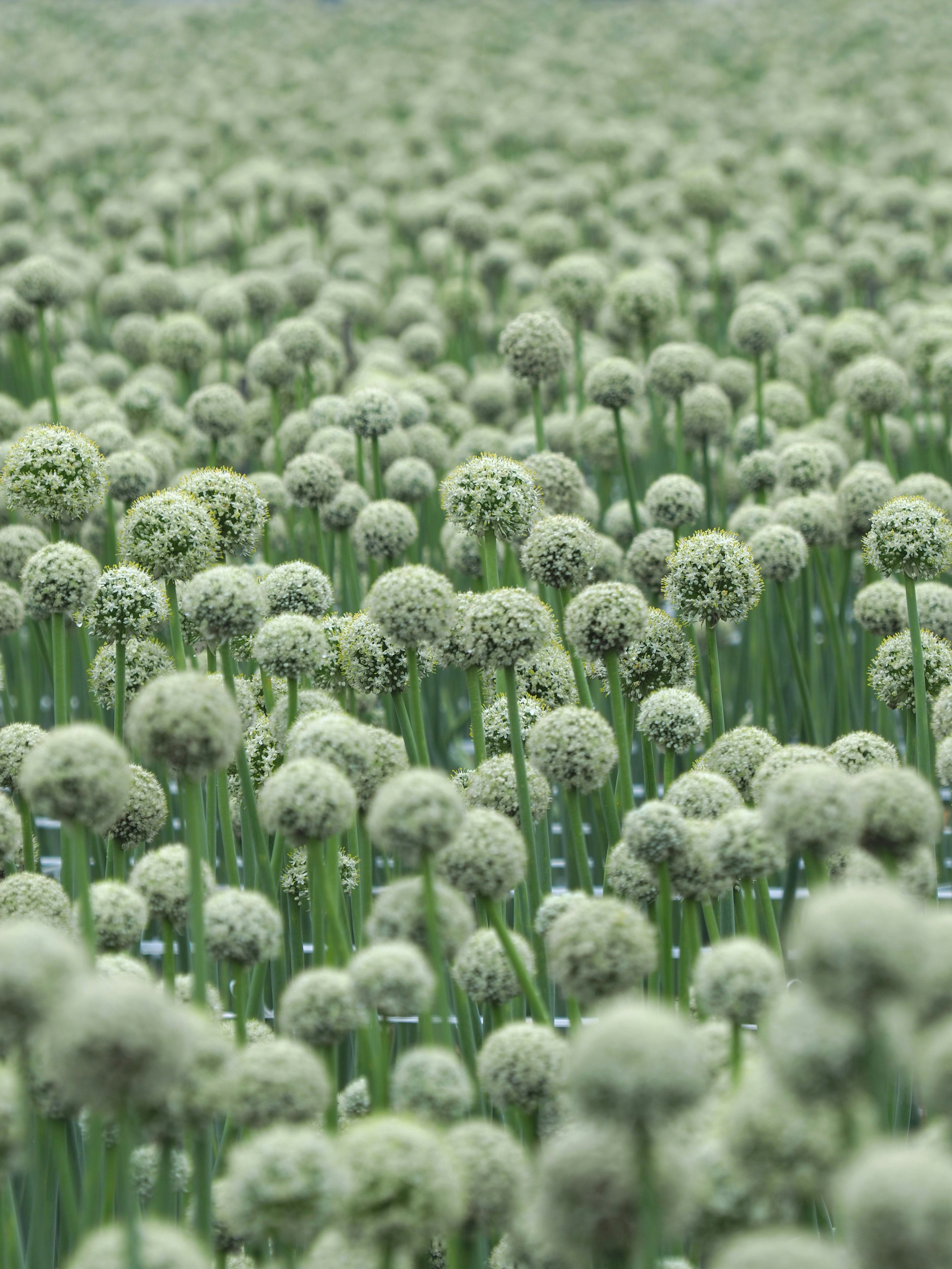 緑色の花が咲いたフィールドのクローズアップ