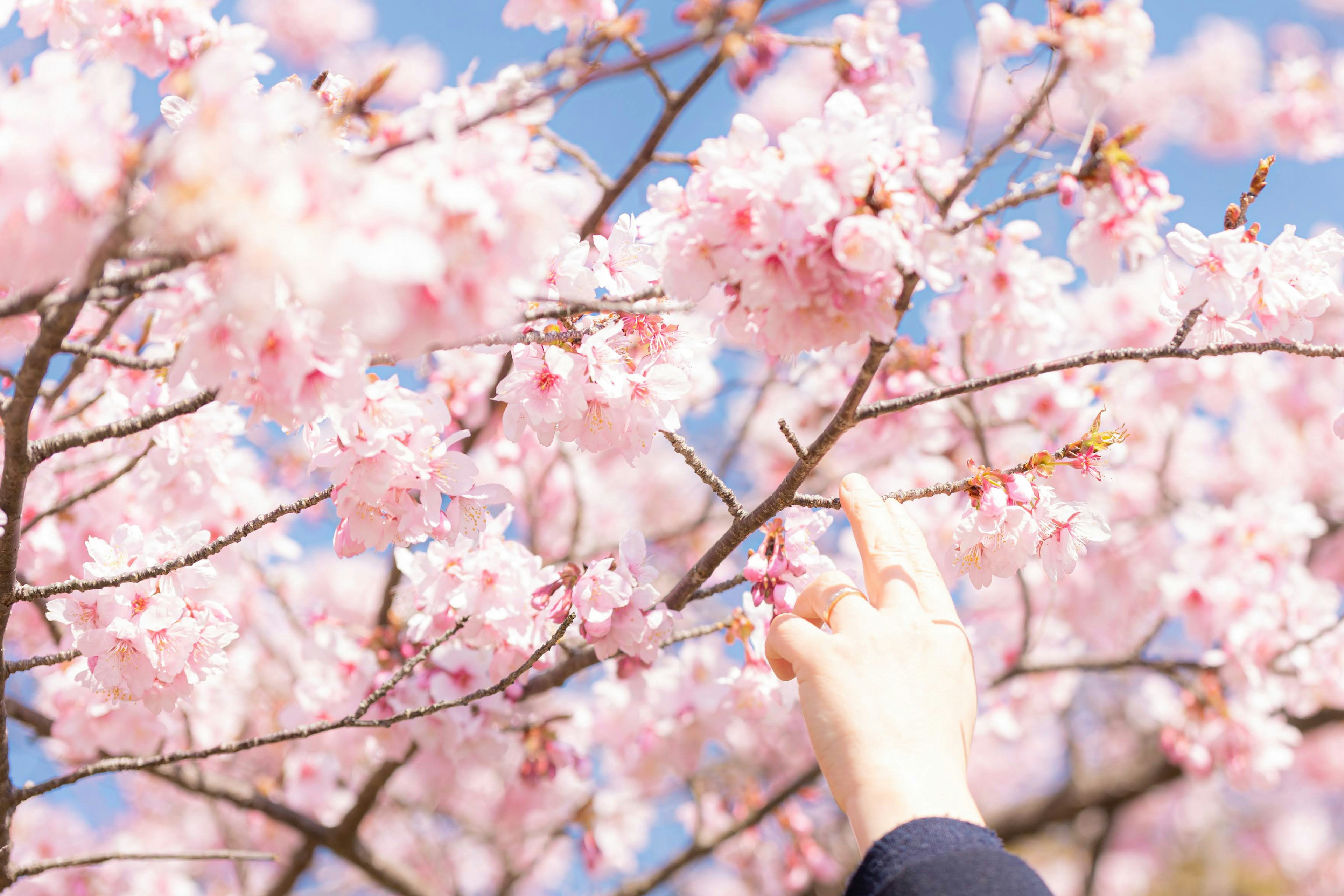 Árbol de cerezo con flores rosas y una mano alcanzando