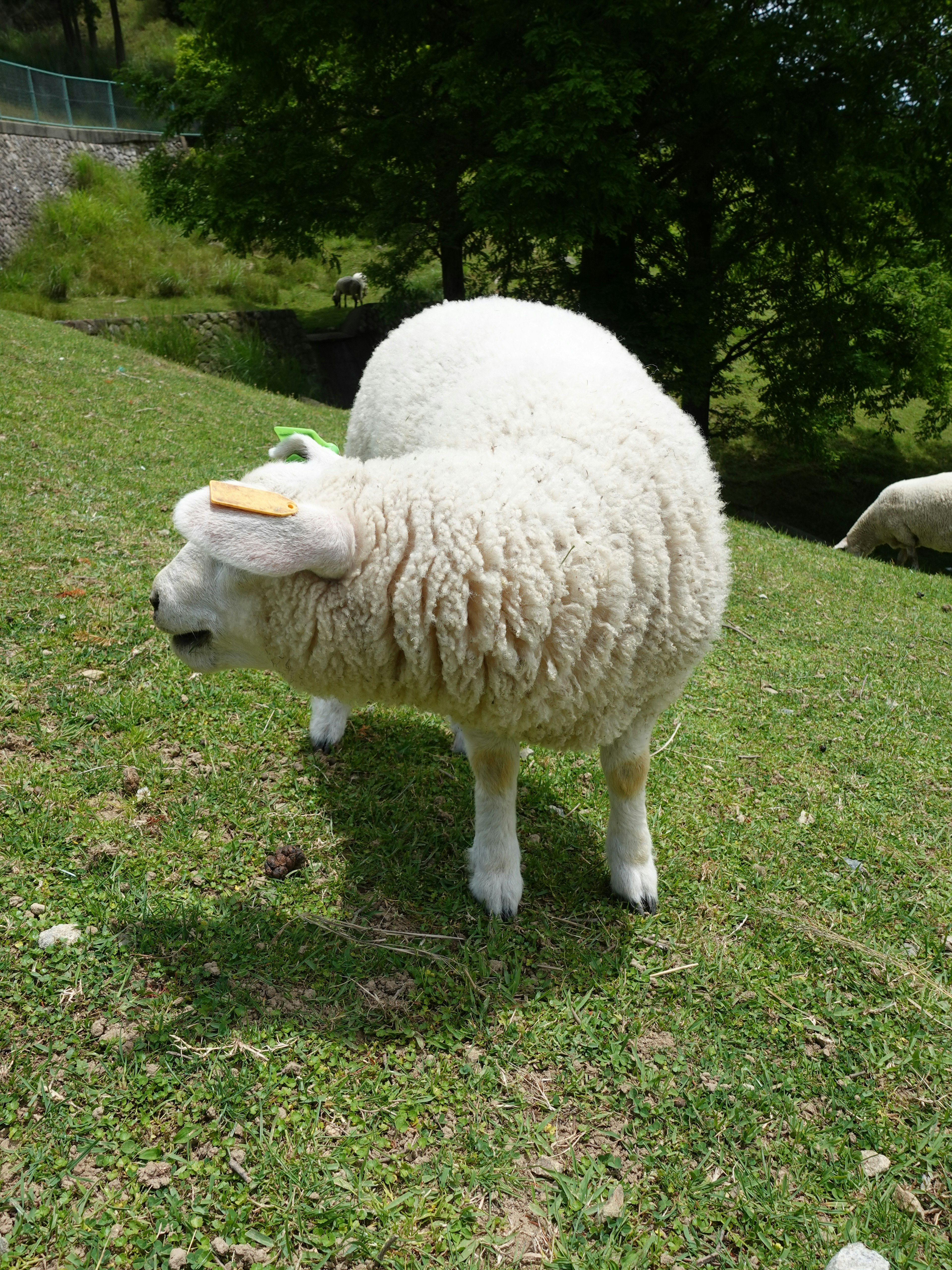 초록 잔디 위에 서 있는 흰 양이 옆을 바라보고 있다