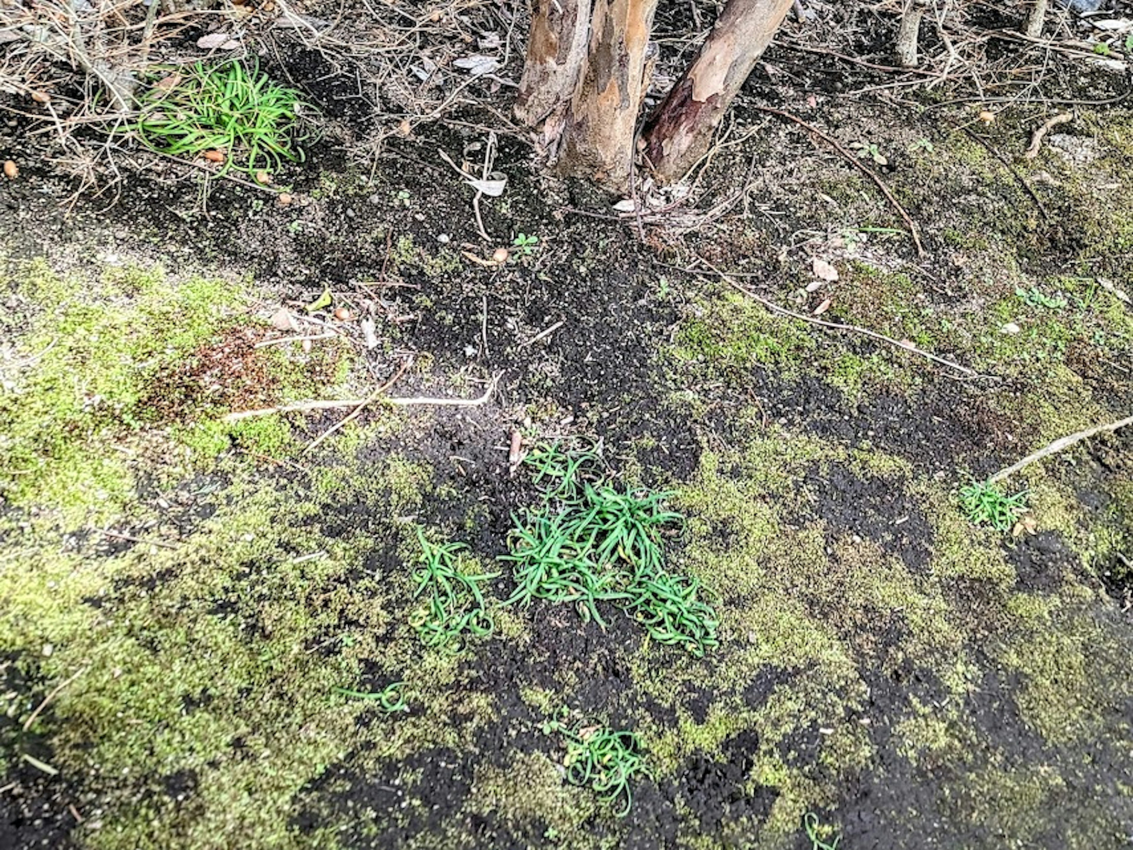 地面に生えた緑色の草と苔の混合が見える画像