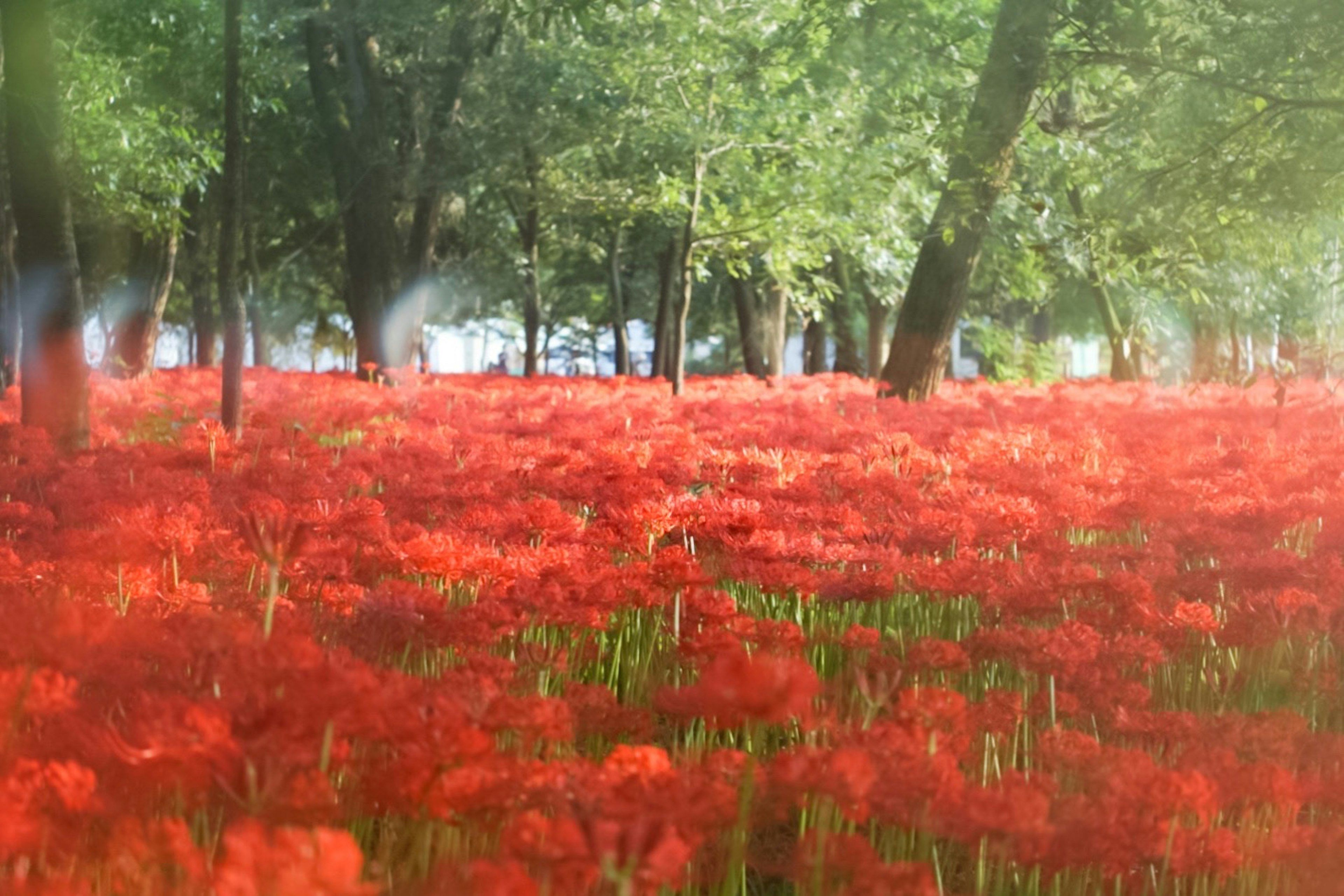 赤い彼岸花が広がる森の風景