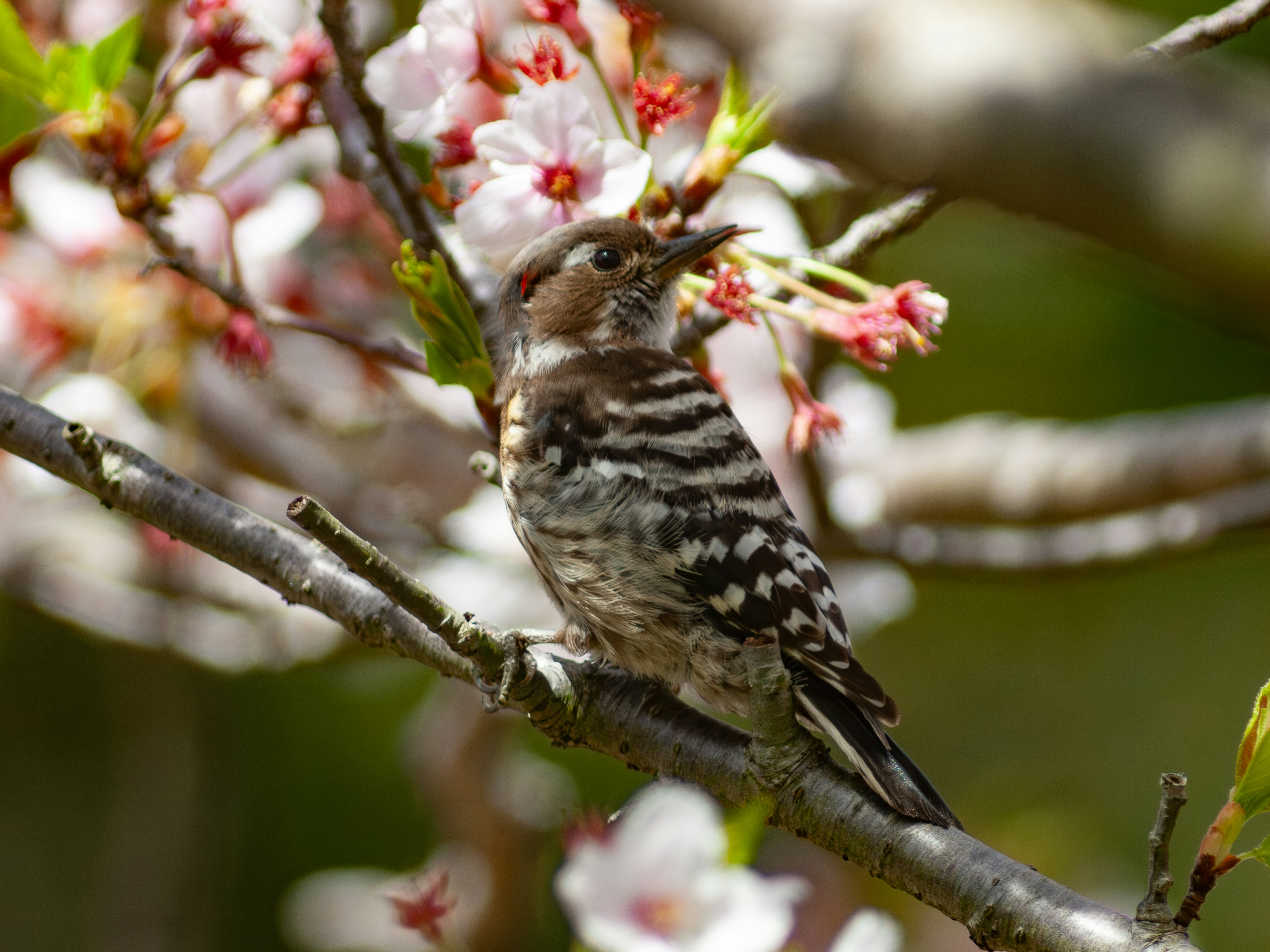 Ein kleiner Vogel, der einem Specht ähnelt, sitzt zwischen Kirschblüten