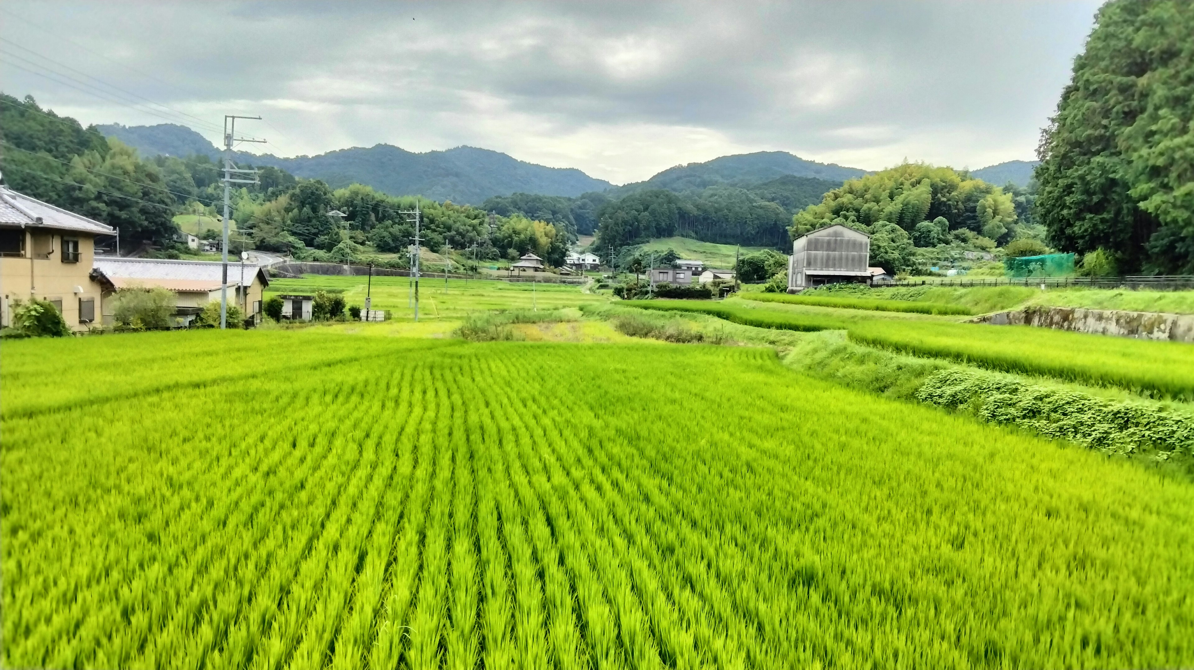 Lush green rice fields with mountains in the background